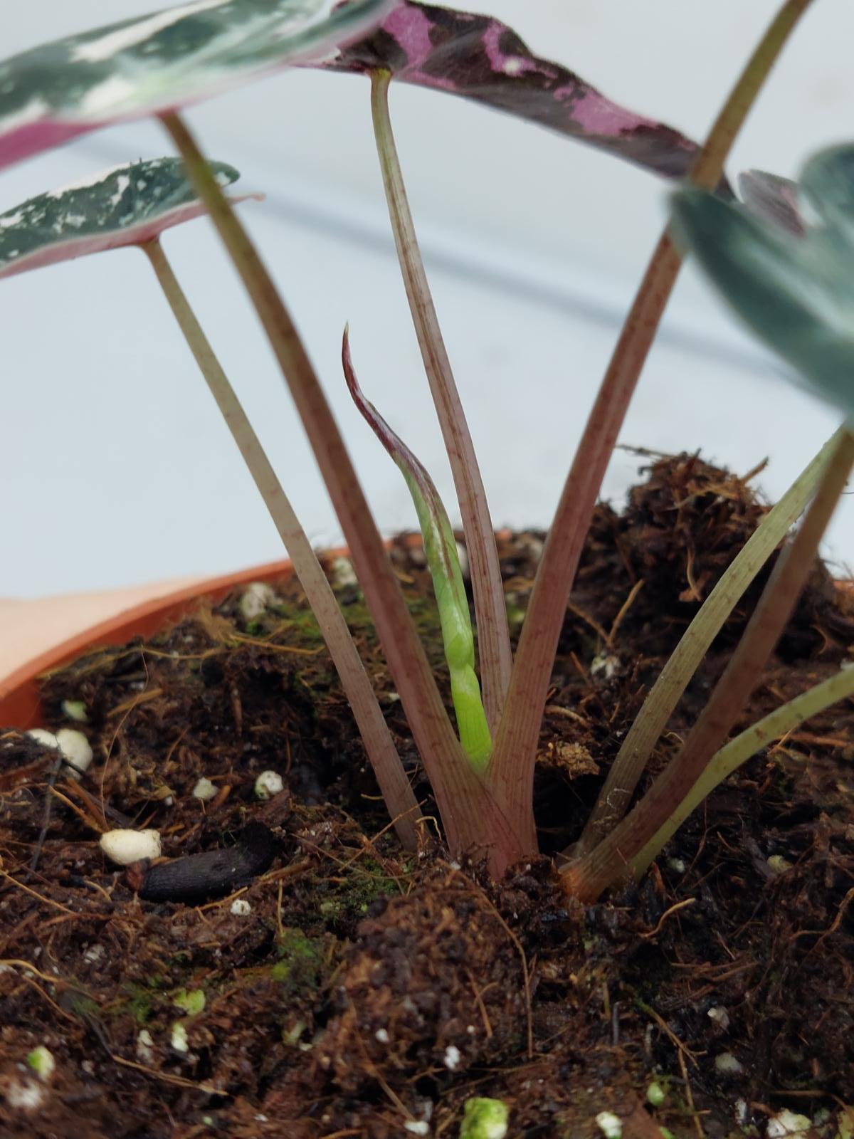 Alocasia Polly Pink Variegata