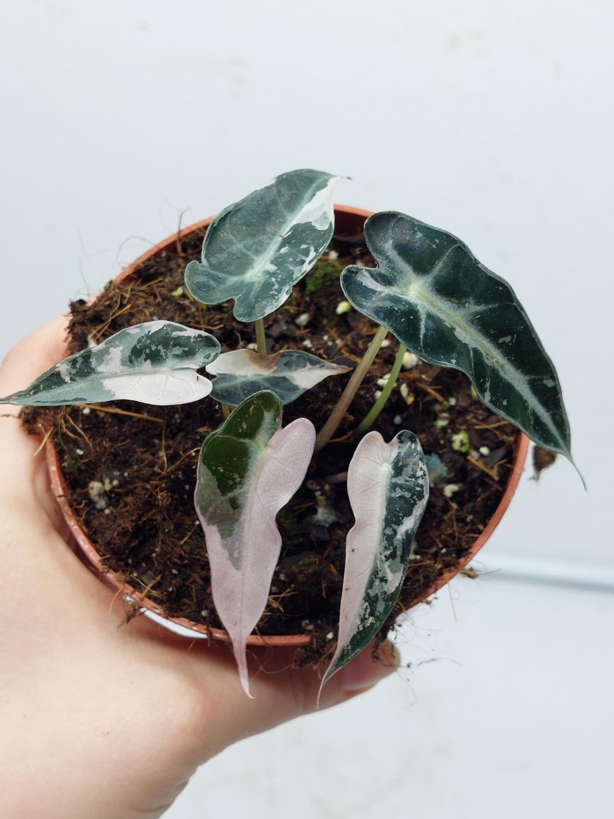 Alocasia Polly Pink Variegata