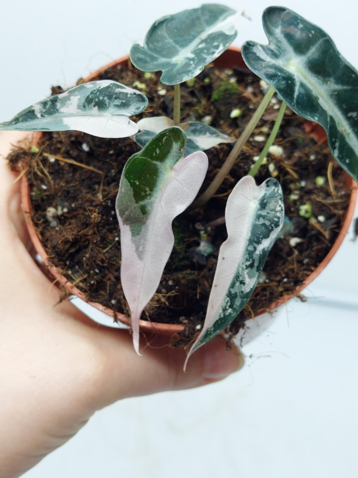 Alocasia Polly Pink Variegata