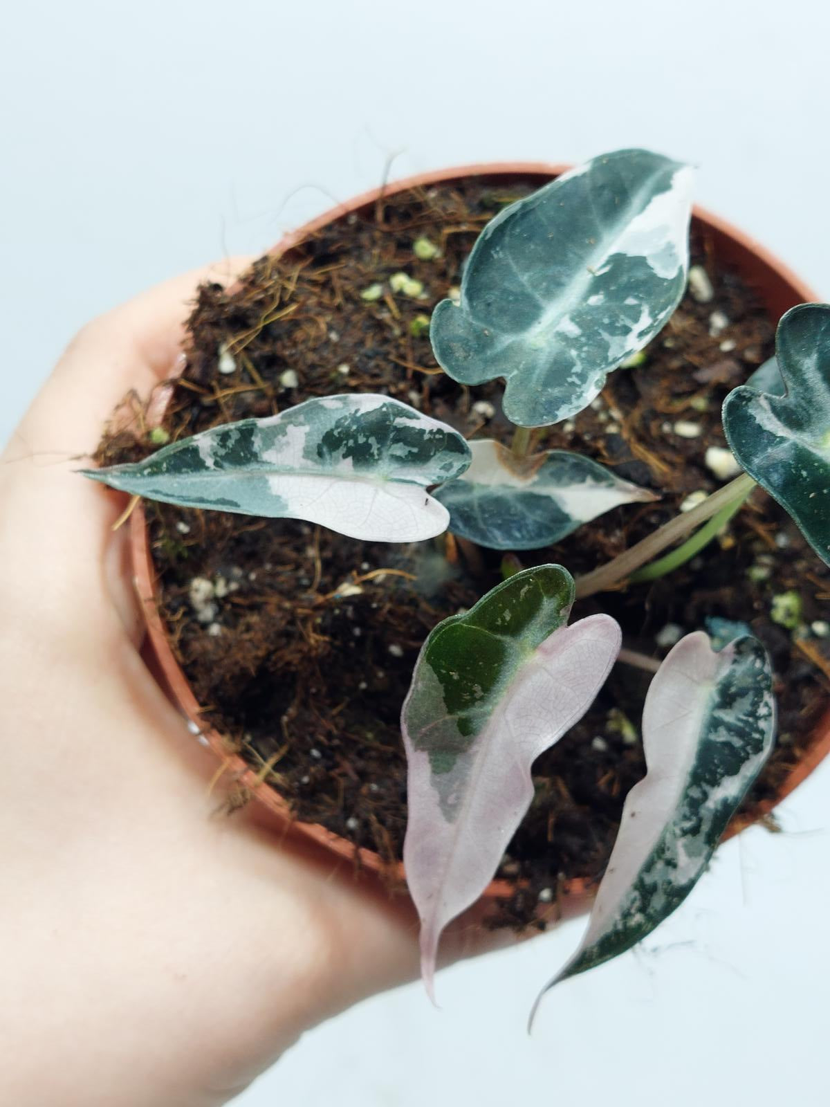 Alocasia Polly Pink Variegata