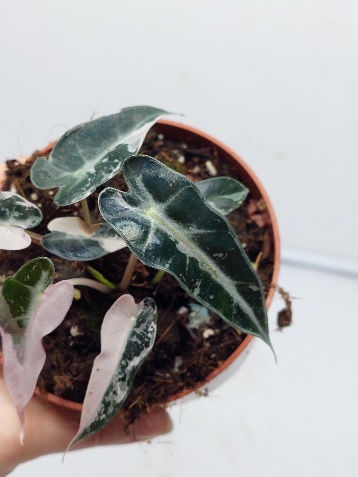 Alocasia Polly Pink Variegata