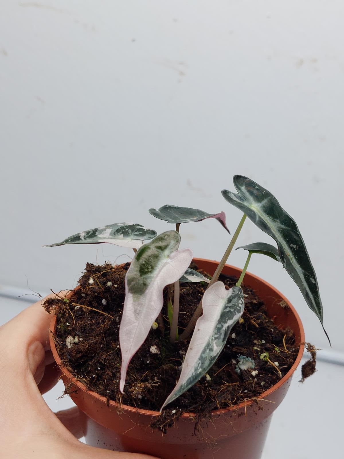 Alocasia Polly Pink Variegata