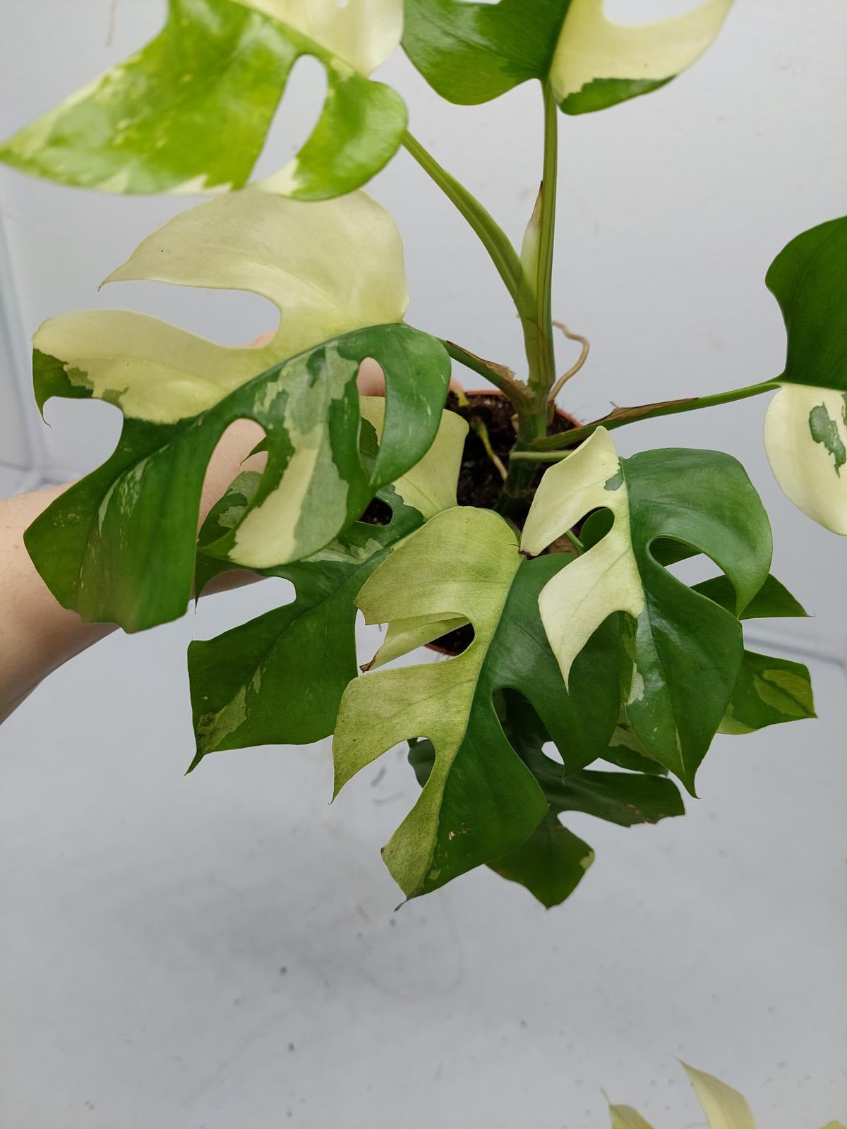 Raphidophora Tetrasperma / Monstera Minima Variegata