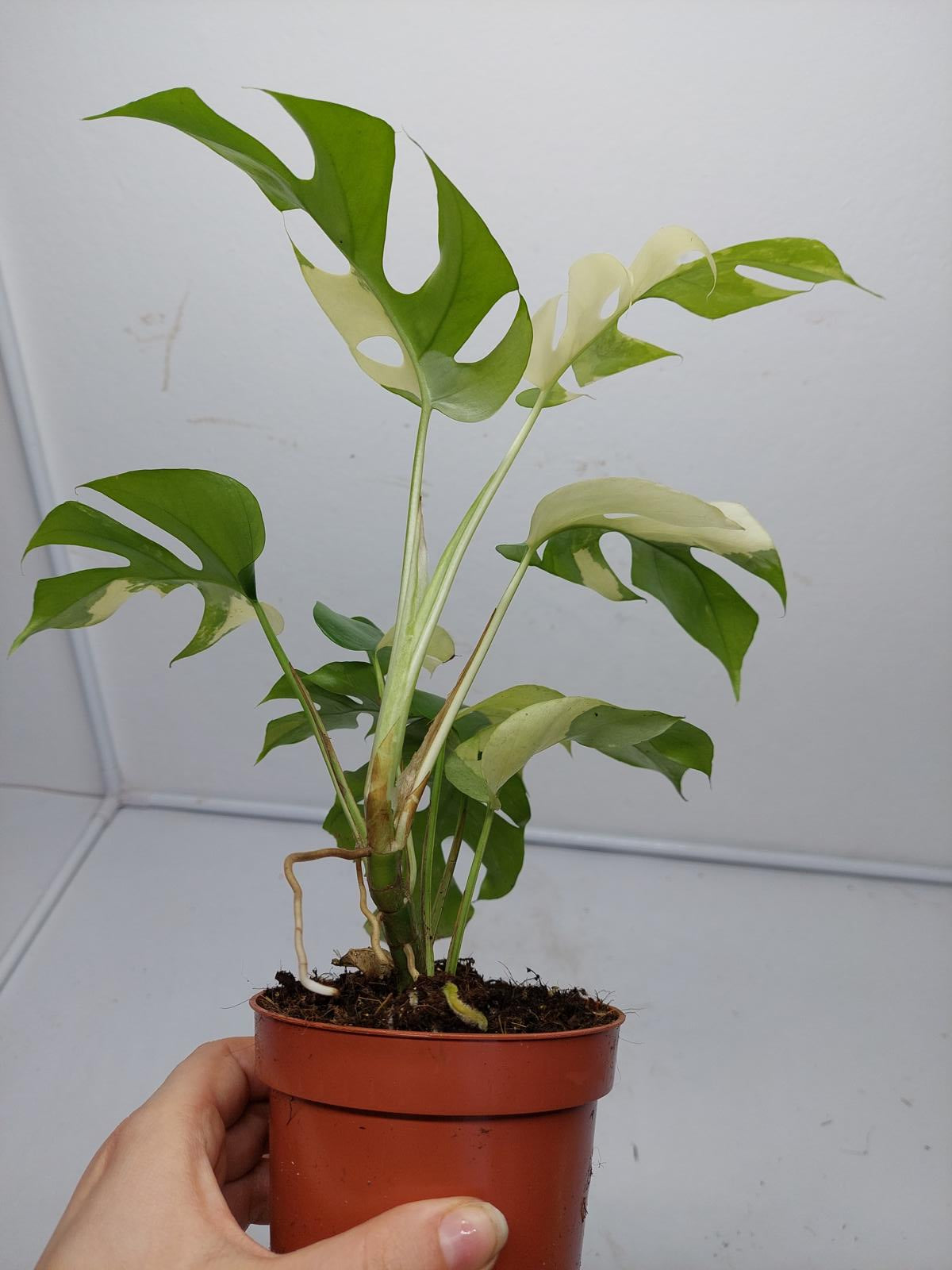 Raphidophora Tetrasperma / Monstera Minima Variegata