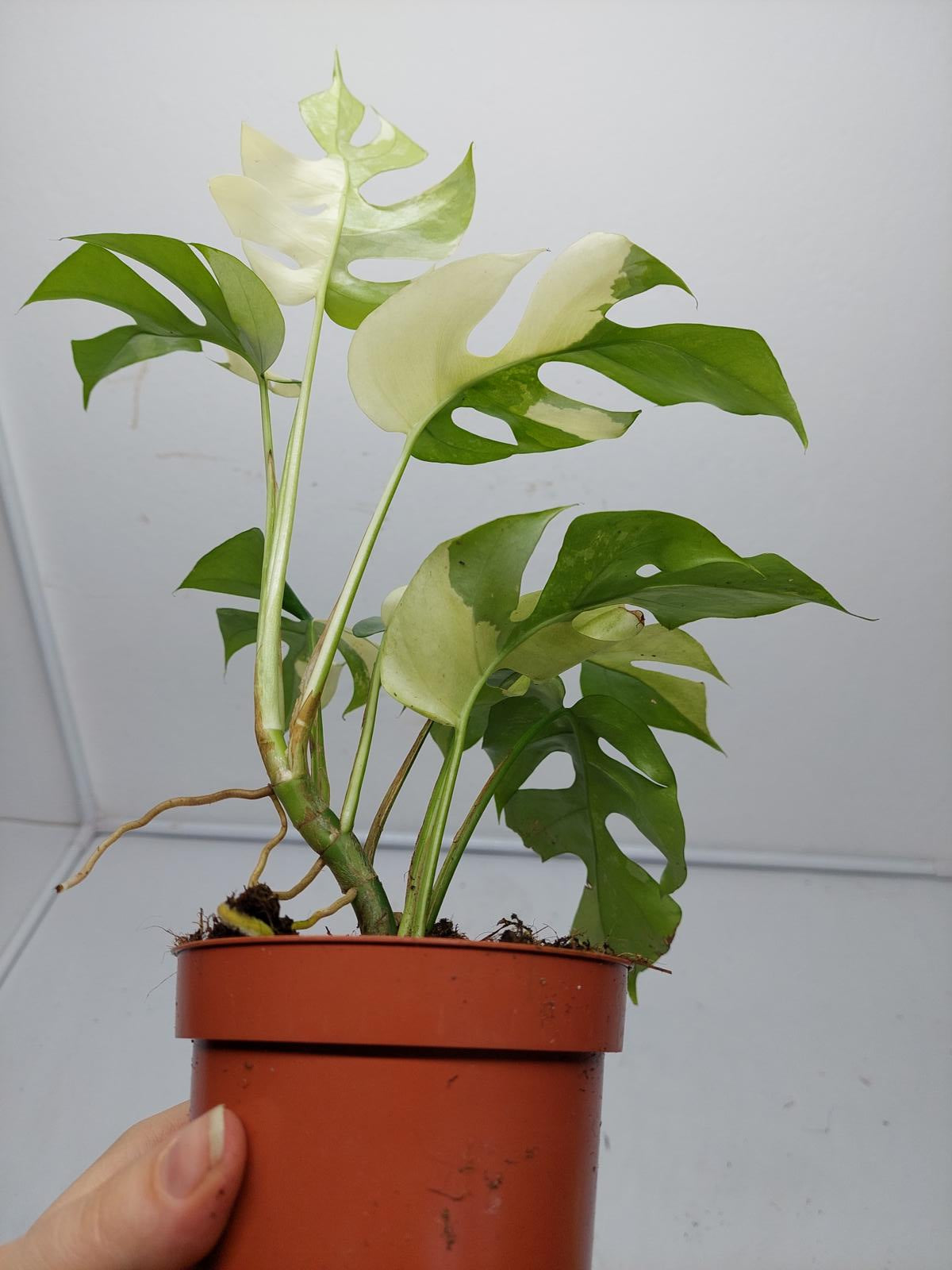 Raphidophora Tetrasperma / Monstera Minima Variegata