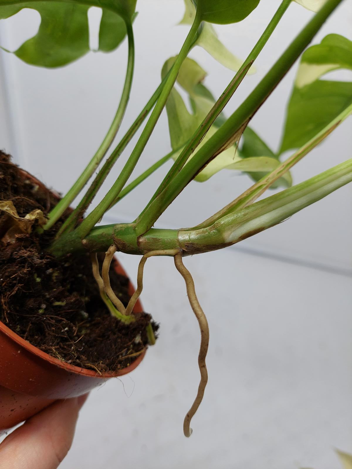 Raphidophora Tetrasperma / Monstera Minima Variegata