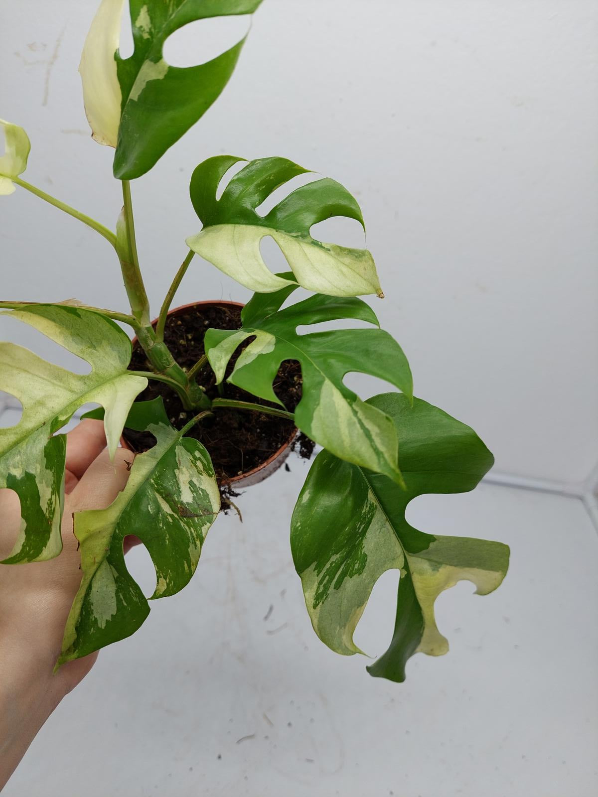 Raphidophora Tetrasperma / Monstera Minima Variegata