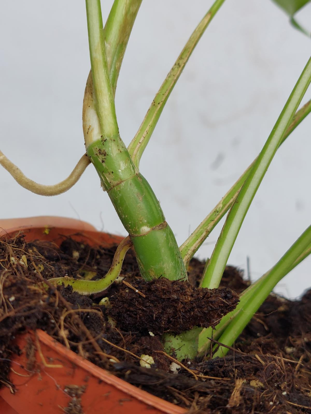 Raphidophora Tetrasperma / Monstera Minima Variegata