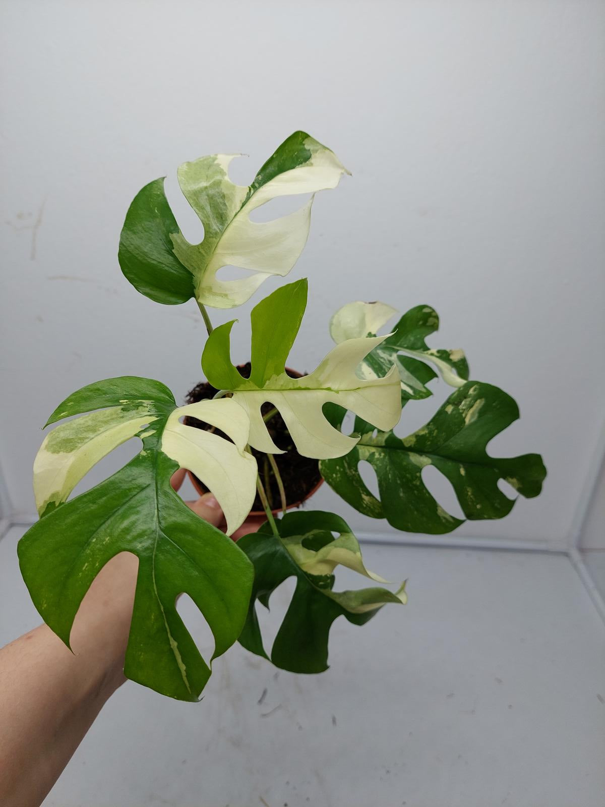 Raphidophora Tetrasperma / Monstera Minima Variegata