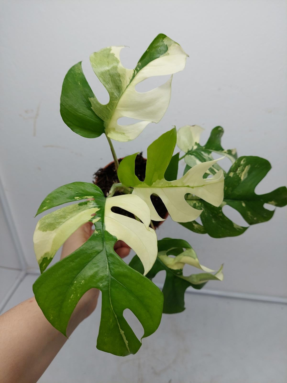 Raphidophora Tetrasperma / Monstera Minima Variegata