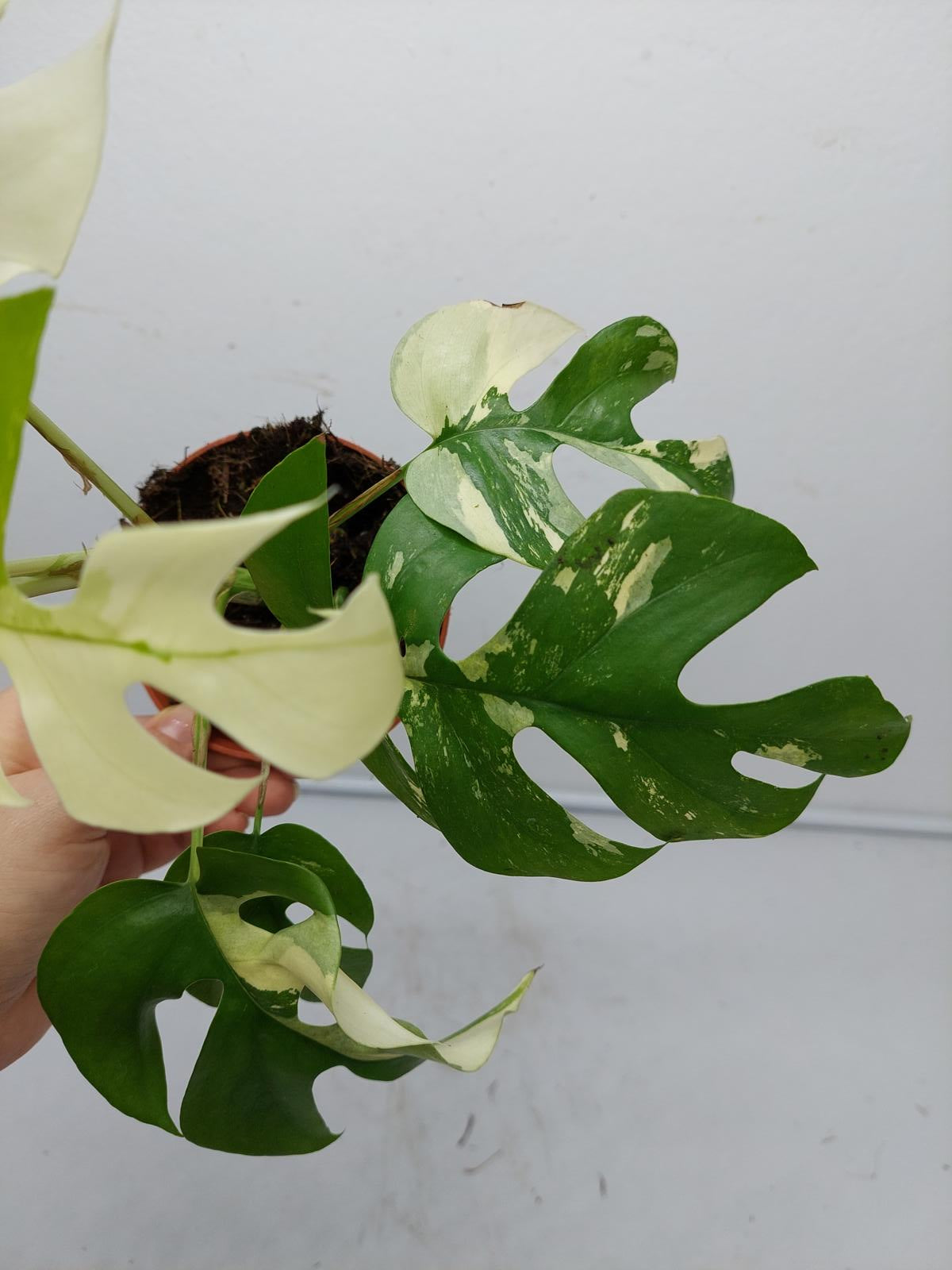 Raphidophora Tetrasperma / Monstera Minima Variegata