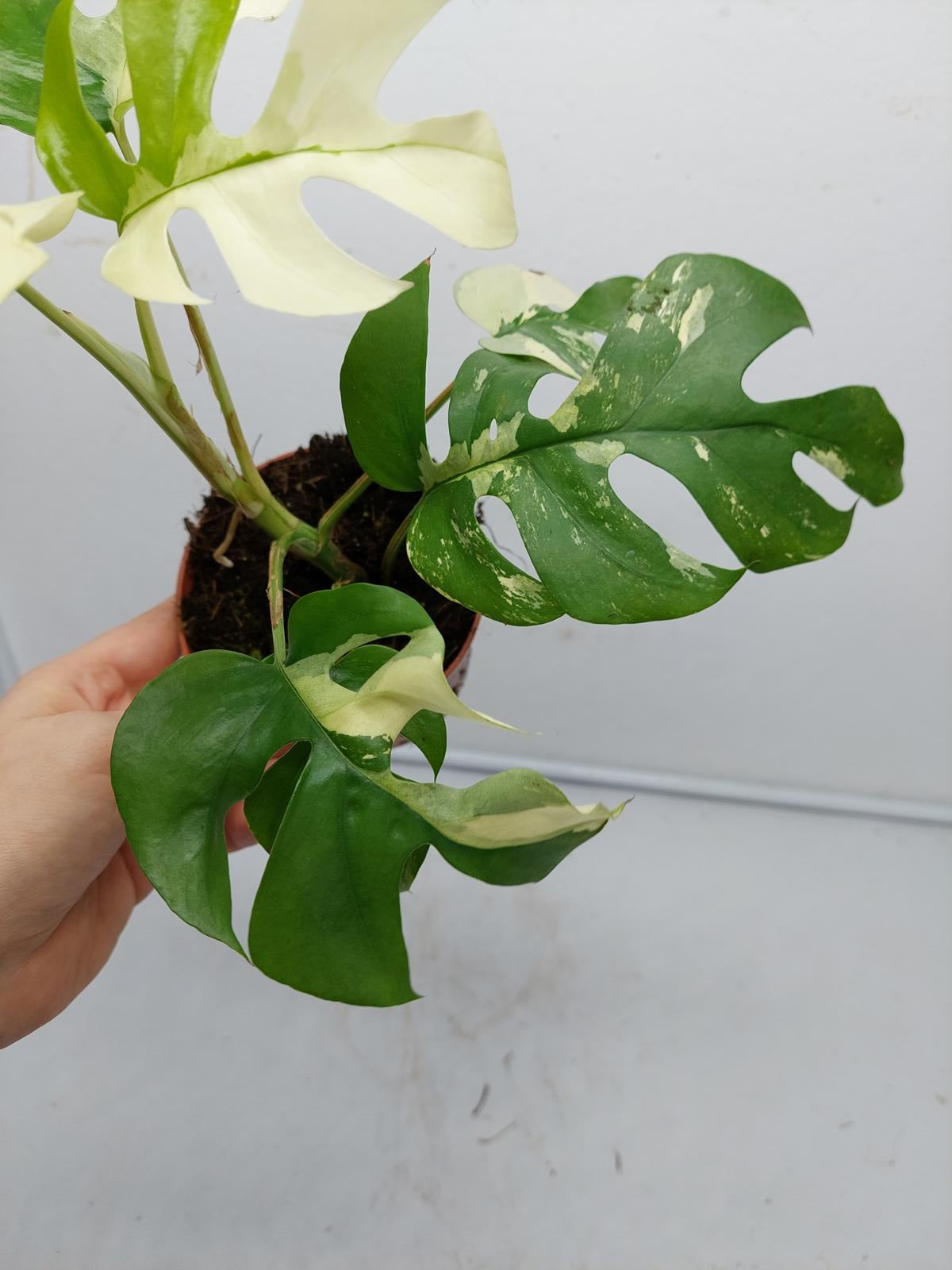 Raphidophora Tetrasperma / Monstera Minima Variegata