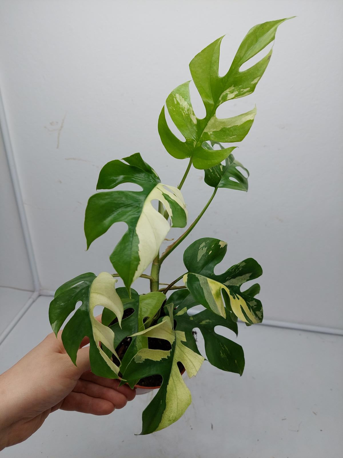 Raphidophora Tetrasperma / Monstera Minima Variegata