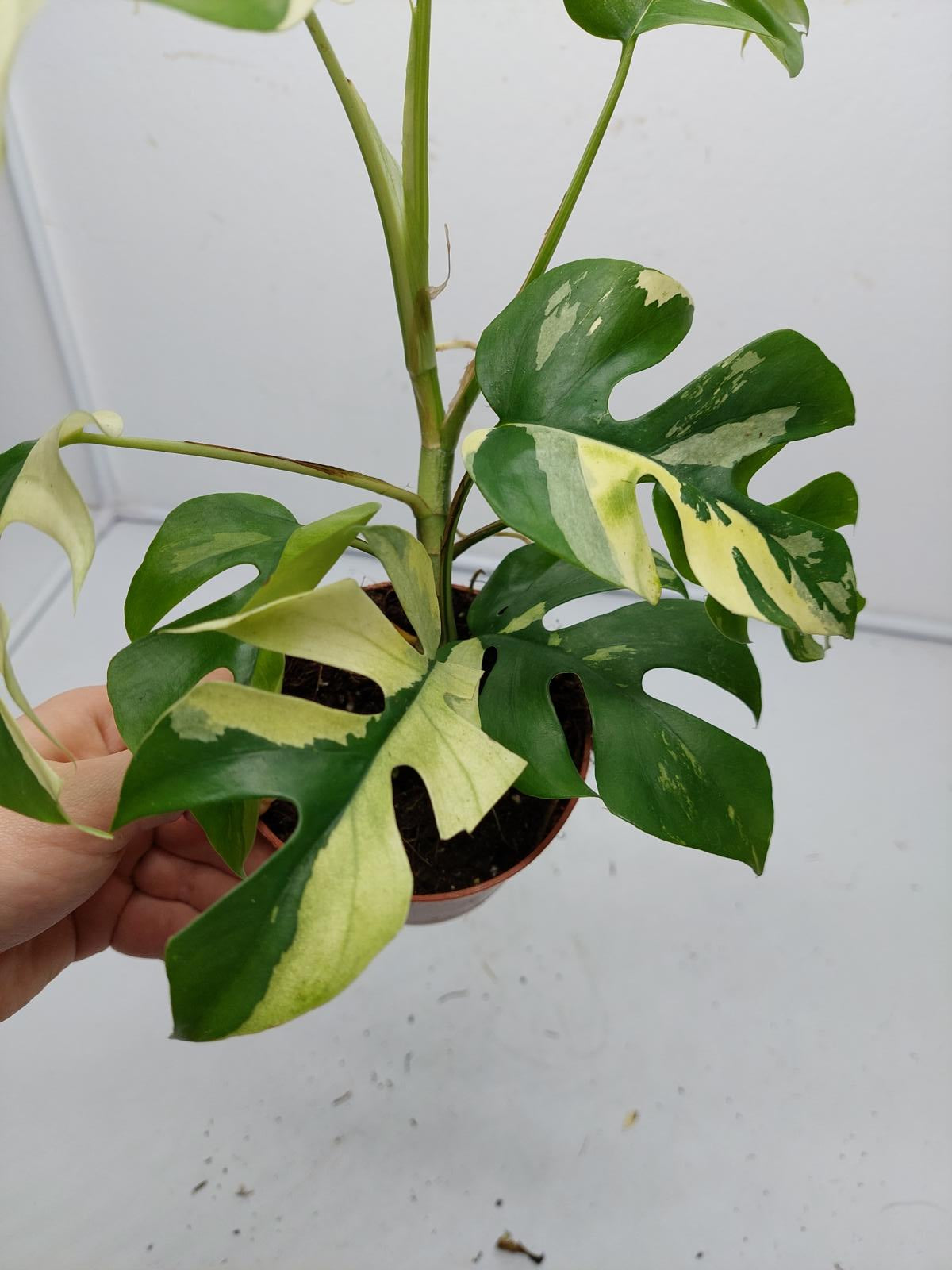 Raphidophora Tetrasperma / Monstera Minima Variegata