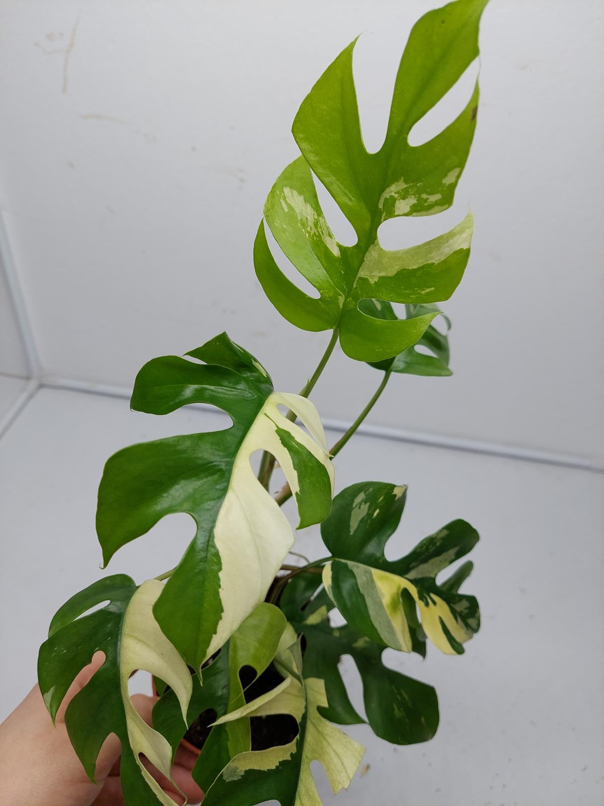 Raphidophora Tetrasperma / Monstera Minima Variegata