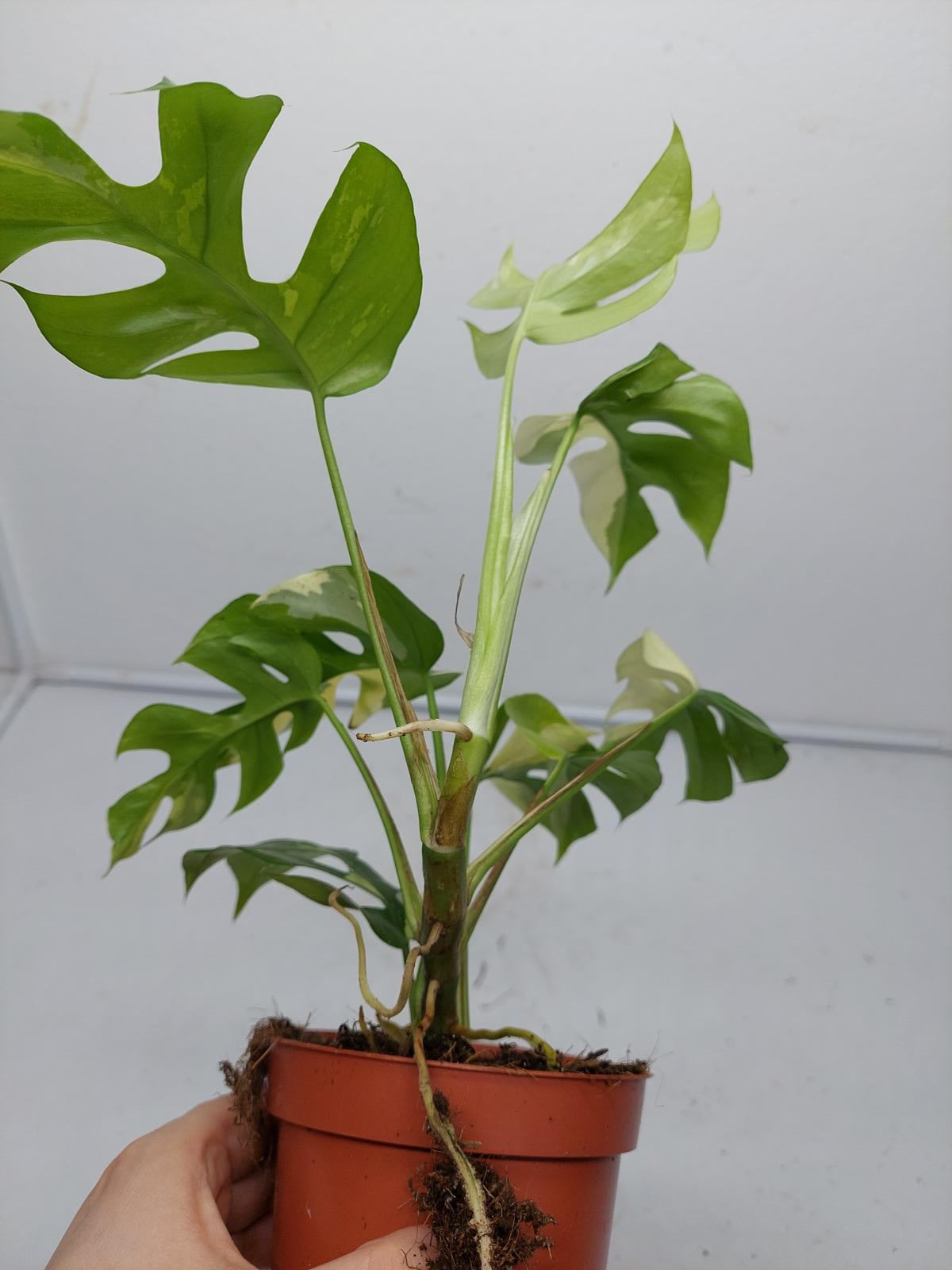 Raphidophora Tetrasperma / Monstera Minima Variegata