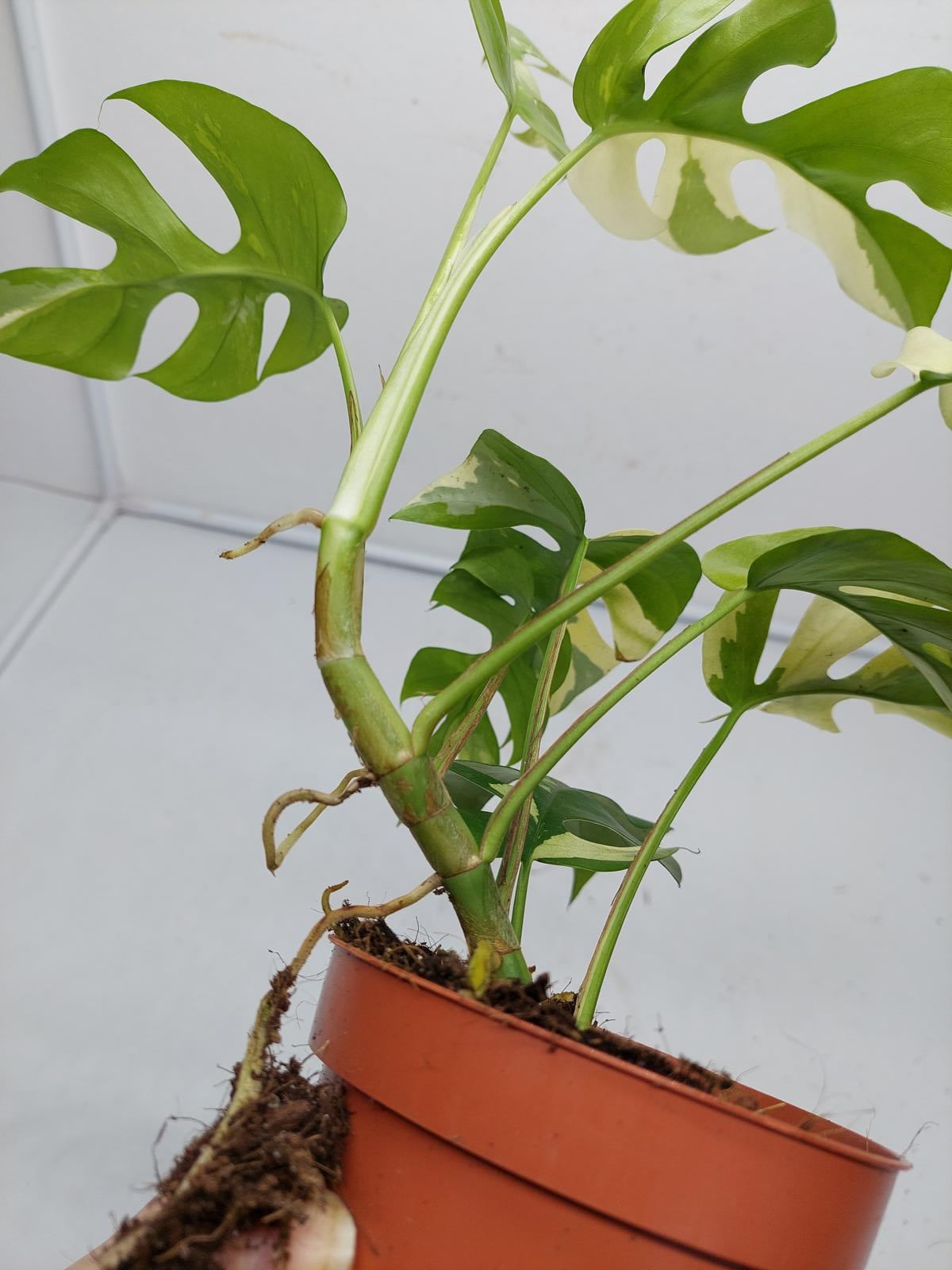 Raphidophora Tetrasperma / Monstera Minima Variegata