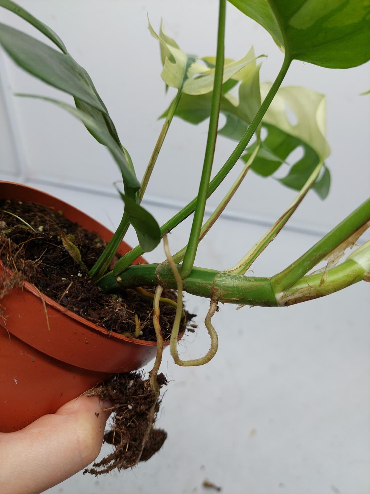 Raphidophora Tetrasperma / Monstera Minima Variegata