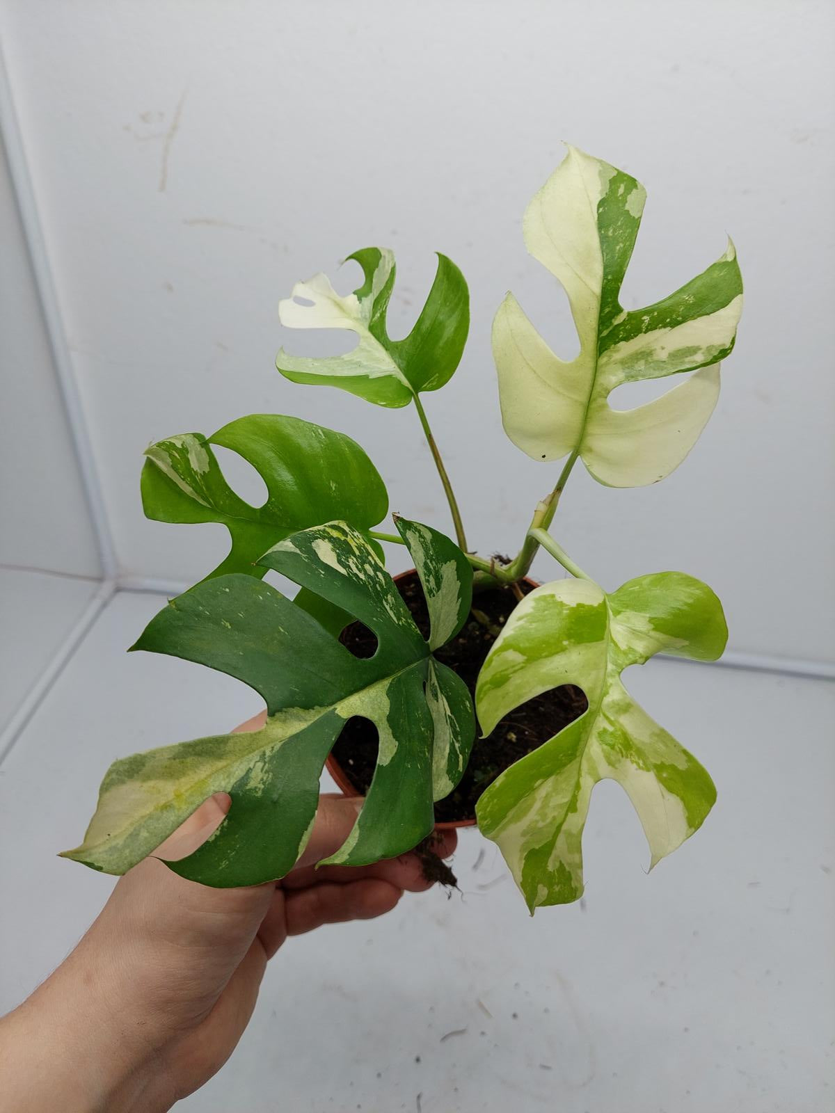 Raphidophora Tetrasperma / Monstera Minima Variegata