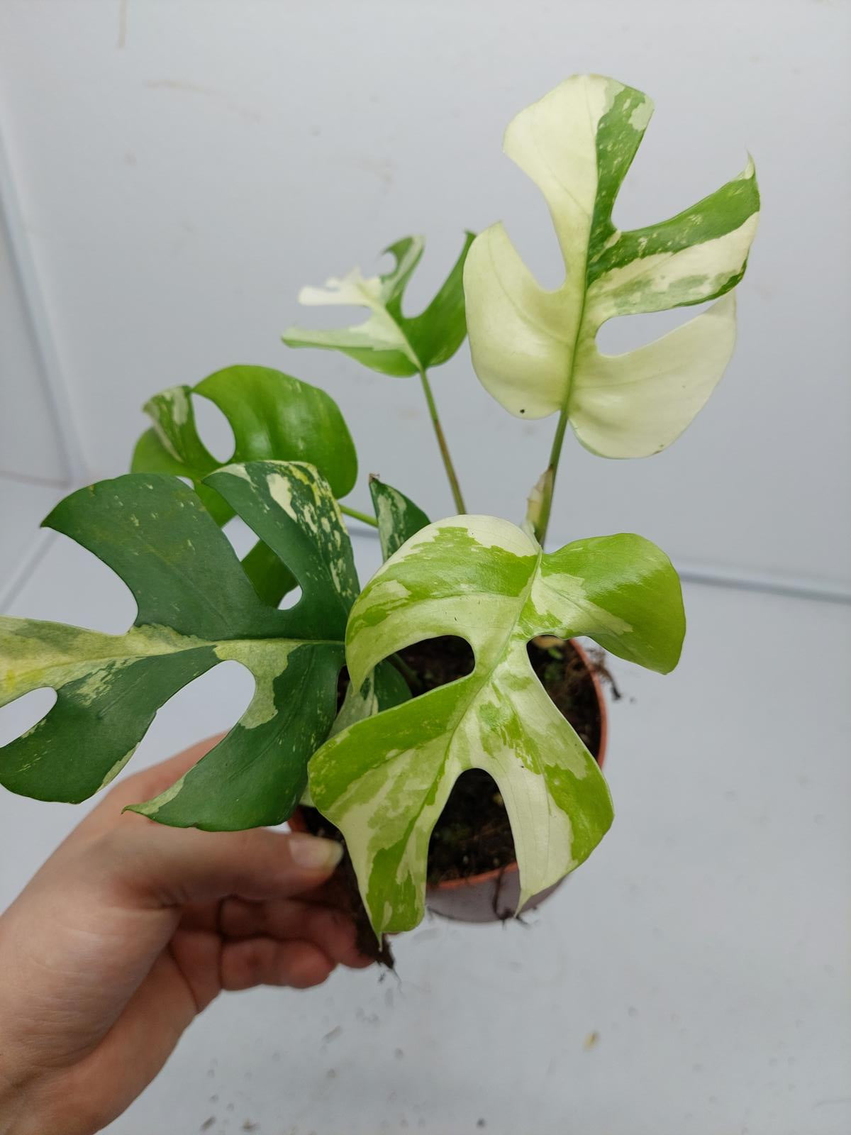 Raphidophora Tetrasperma / Monstera Minima Variegata