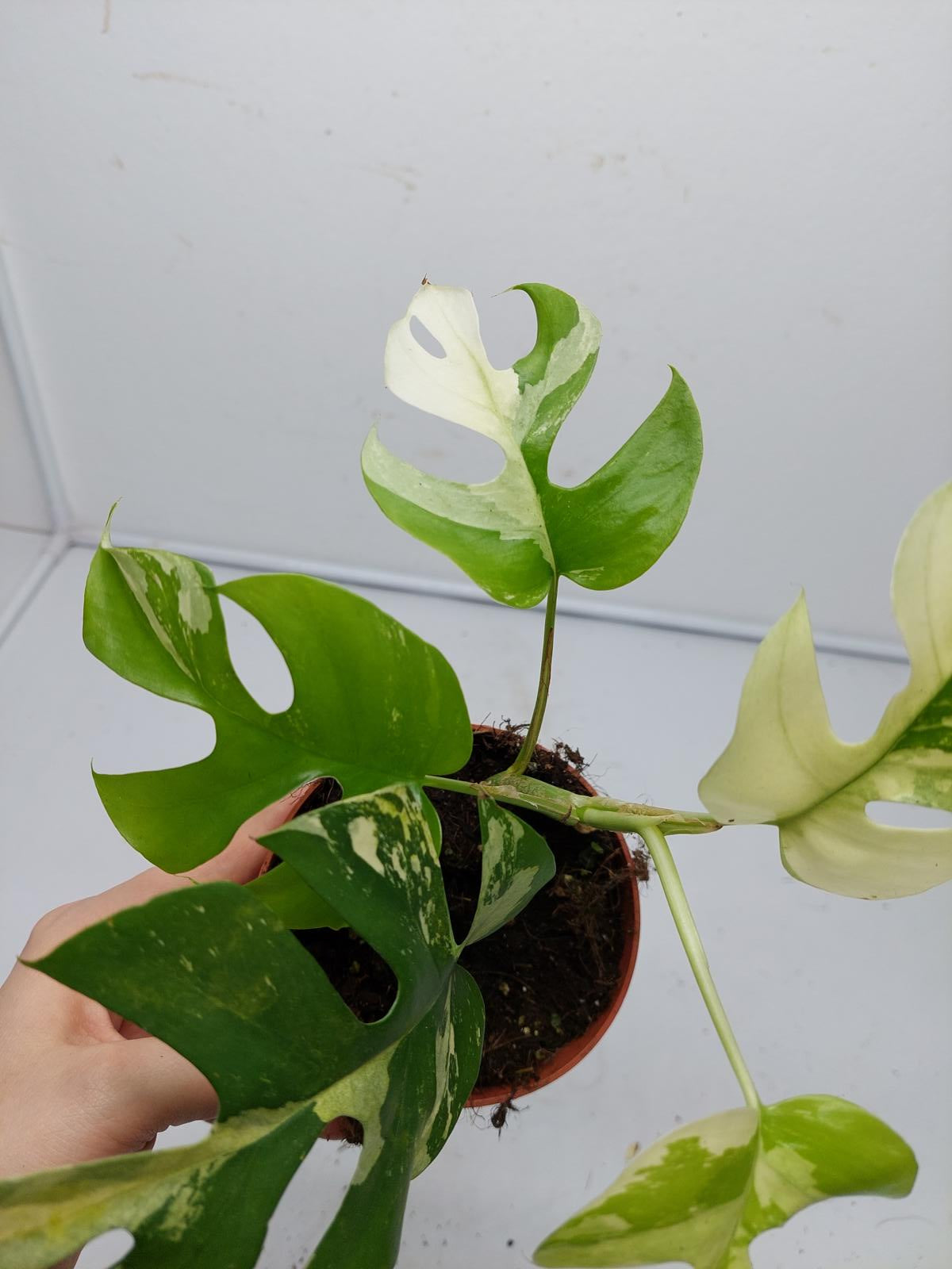 Raphidophora Tetrasperma / Monstera Minima Variegata