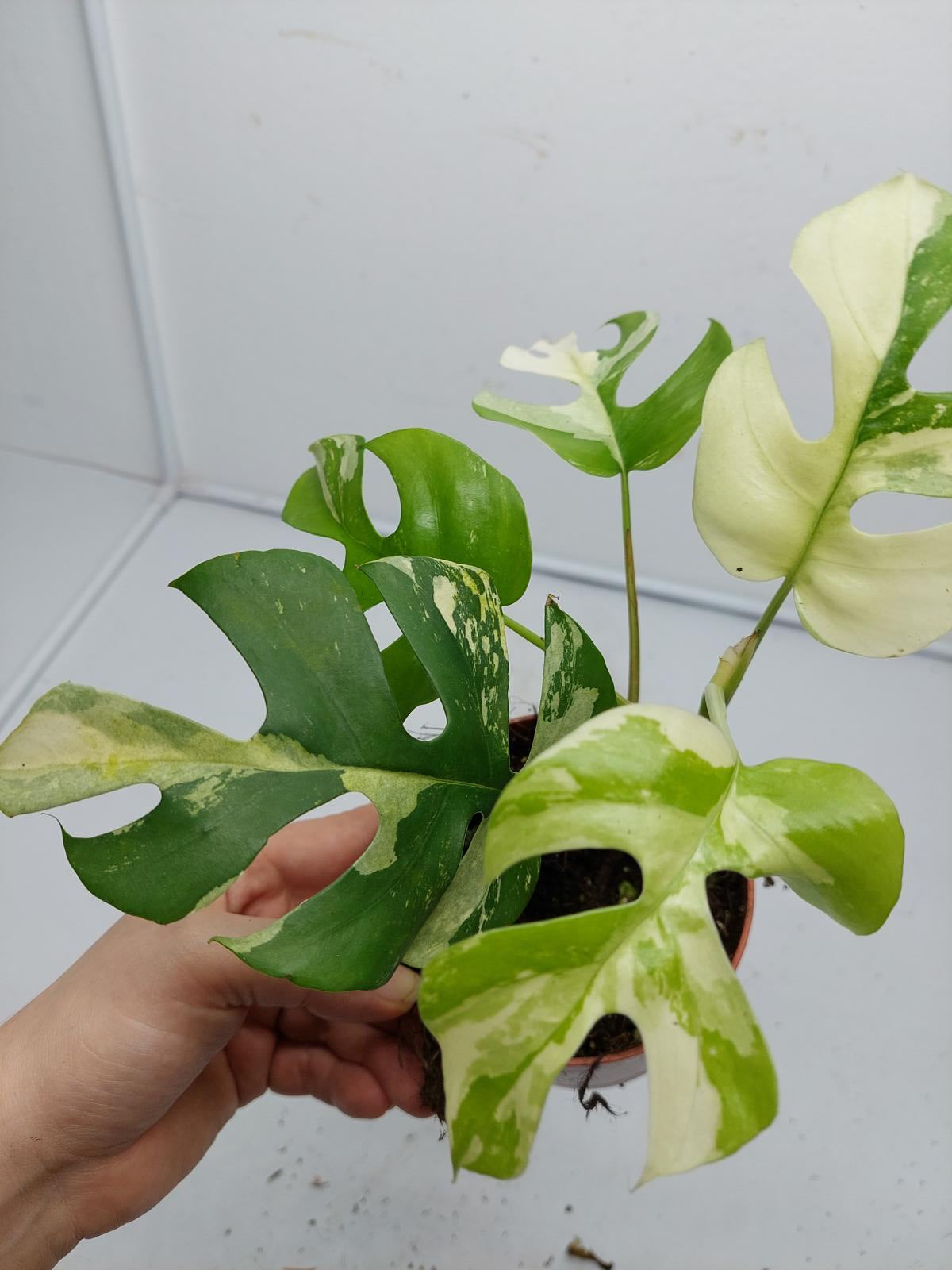 Raphidophora Tetrasperma / Monstera Minima Variegata