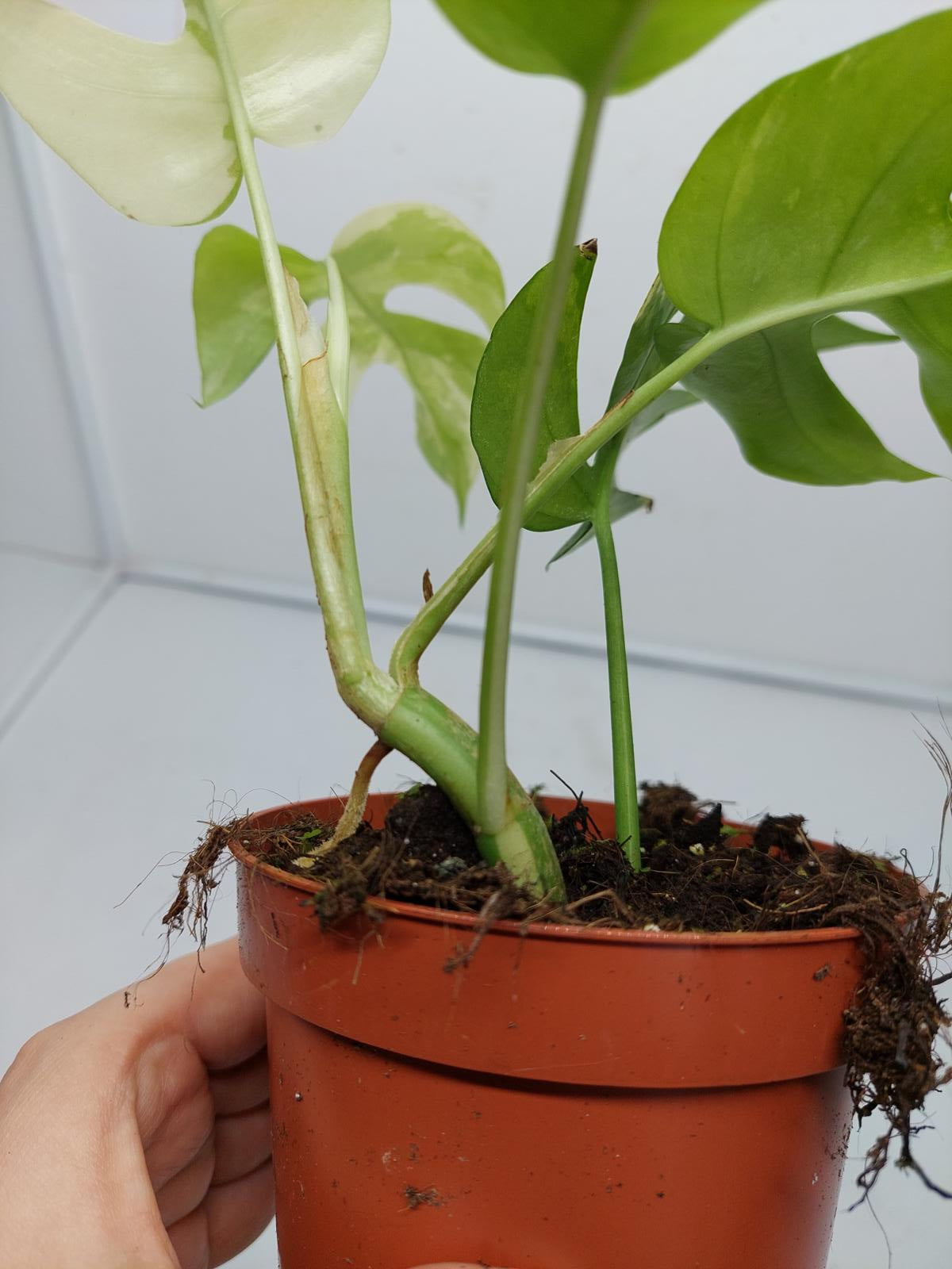 Raphidophora Tetrasperma / Monstera Minima Variegata