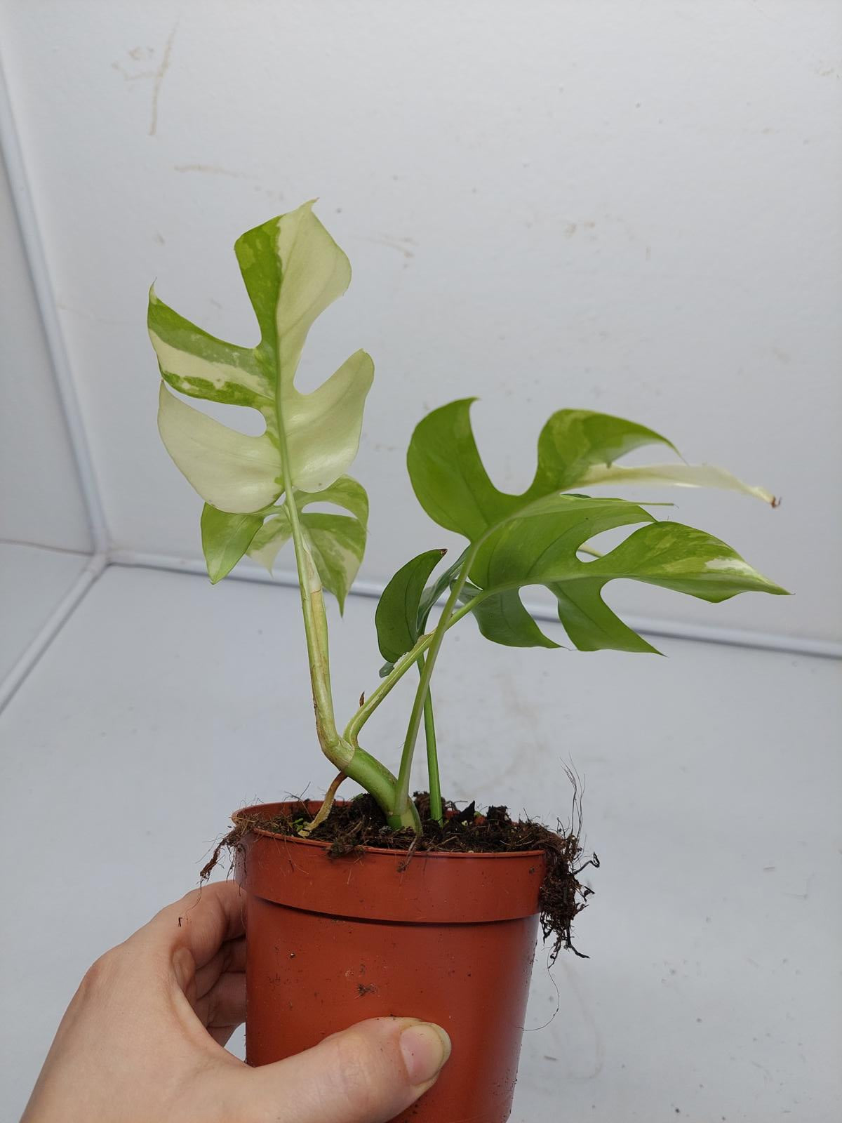 Raphidophora Tetrasperma / Monstera Minima Variegata