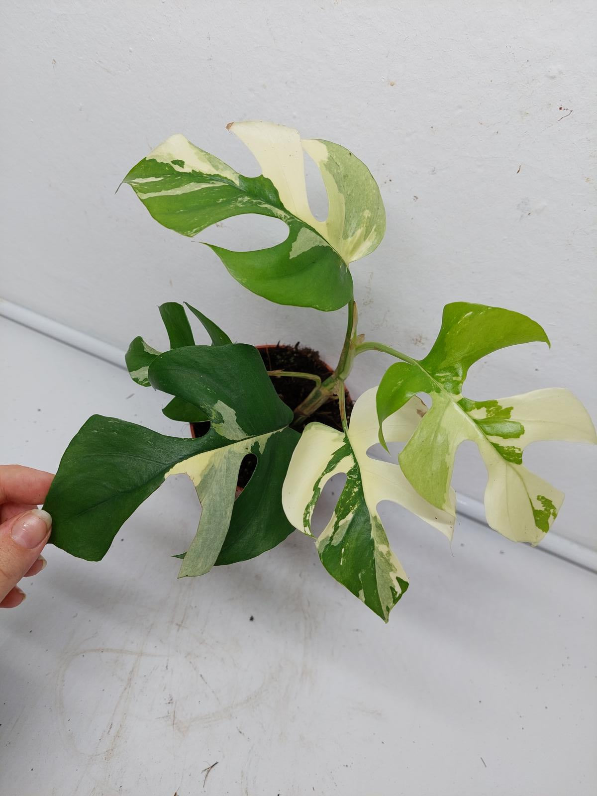 Raphidophora Tetrasperma / Monstera Minima Variegata