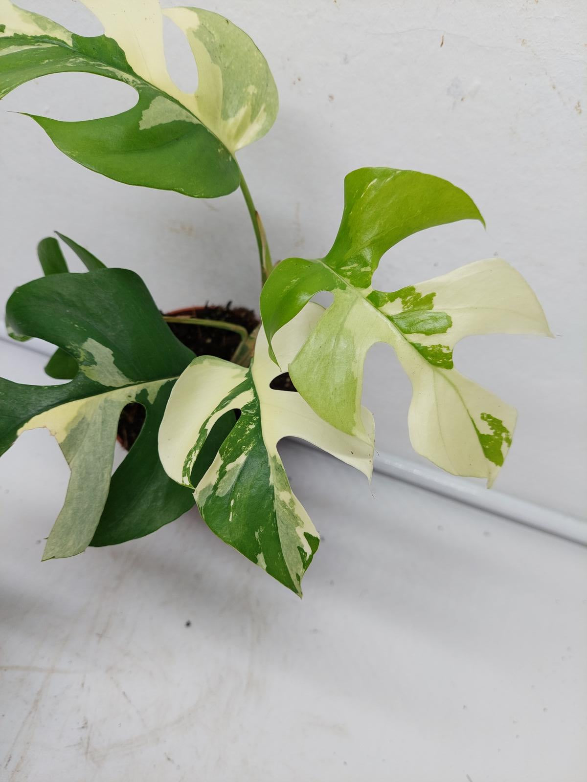 Raphidophora Tetrasperma / Monstera Minima Variegata