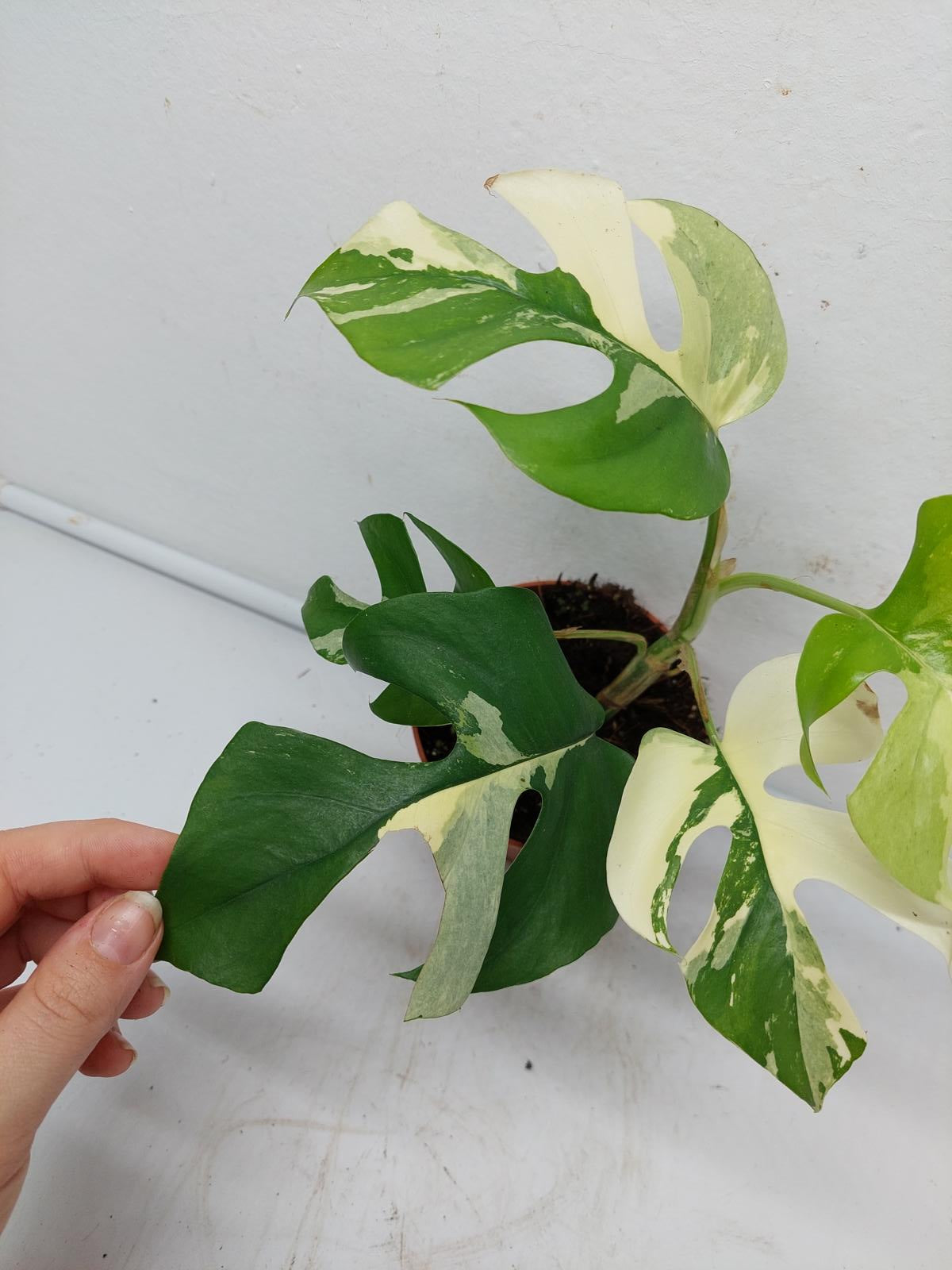 Raphidophora Tetrasperma / Monstera Minima Variegata