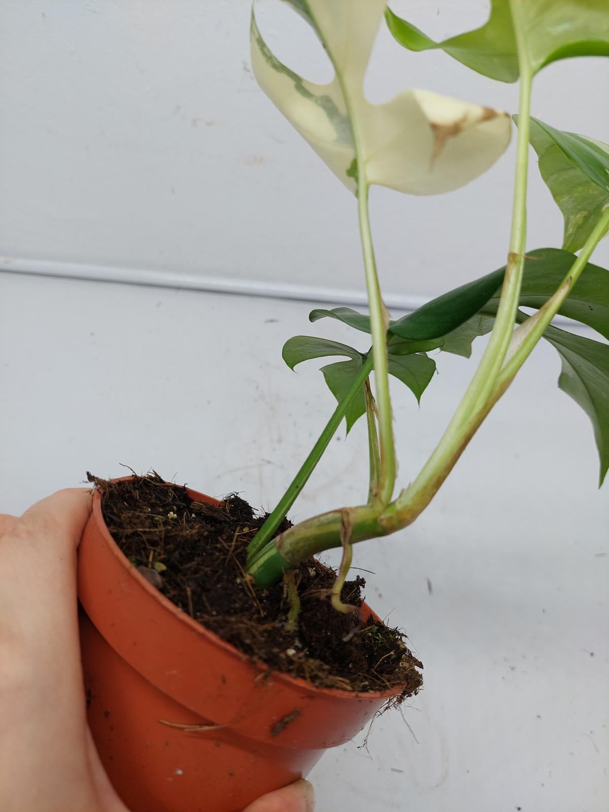 Raphidophora Tetrasperma / Monstera Minima Variegata