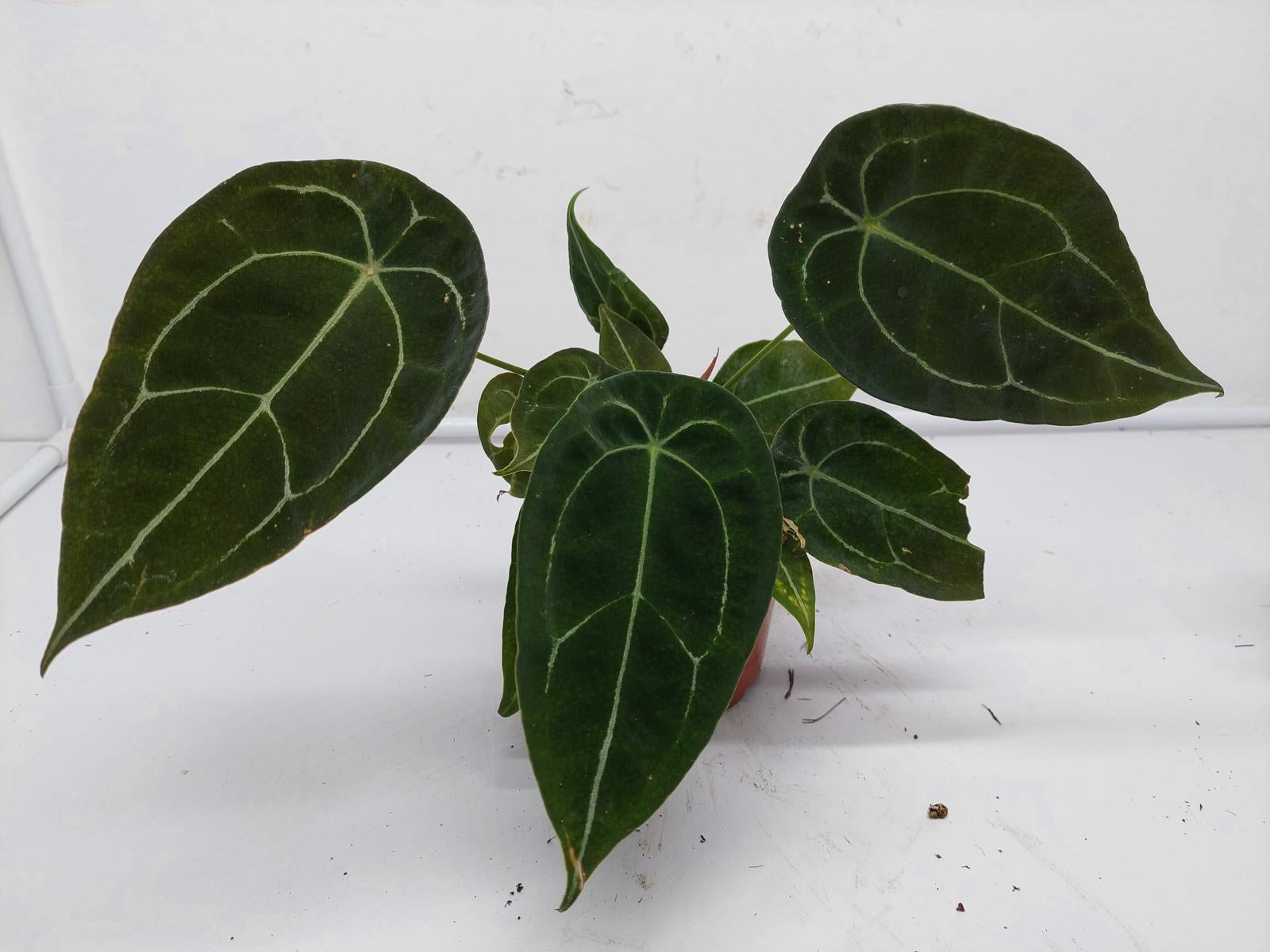 Anthurium Forgetii Silver