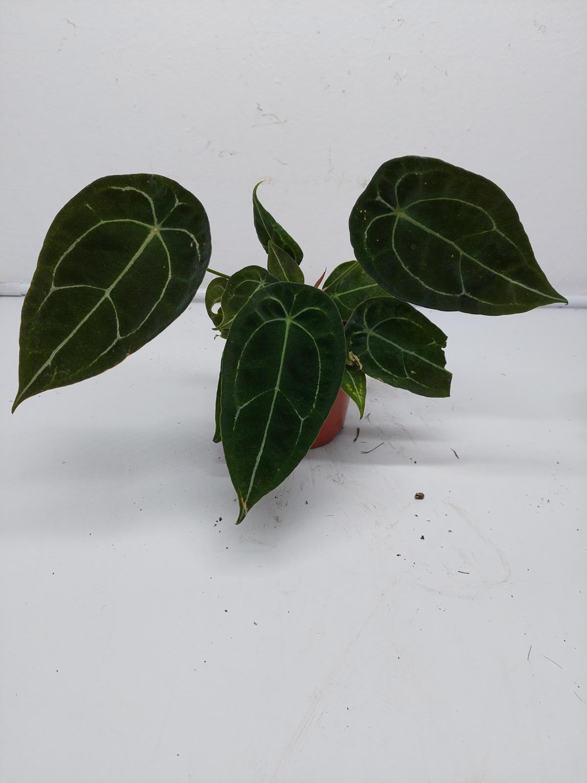 Anthurium Forgetii Silver