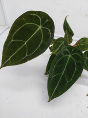 Anthurium Forgetii Silver