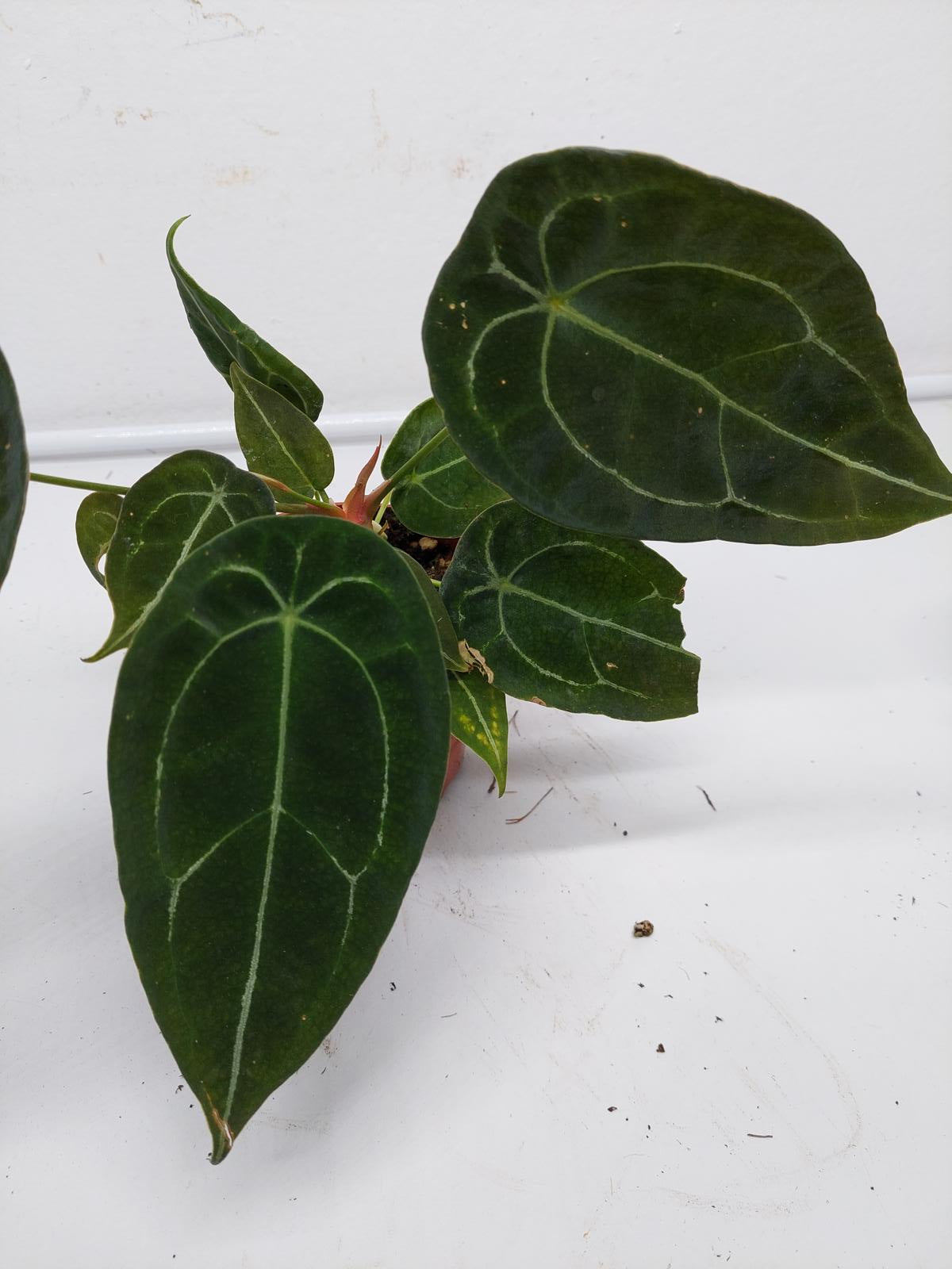 Anthurium Forgetii Silver