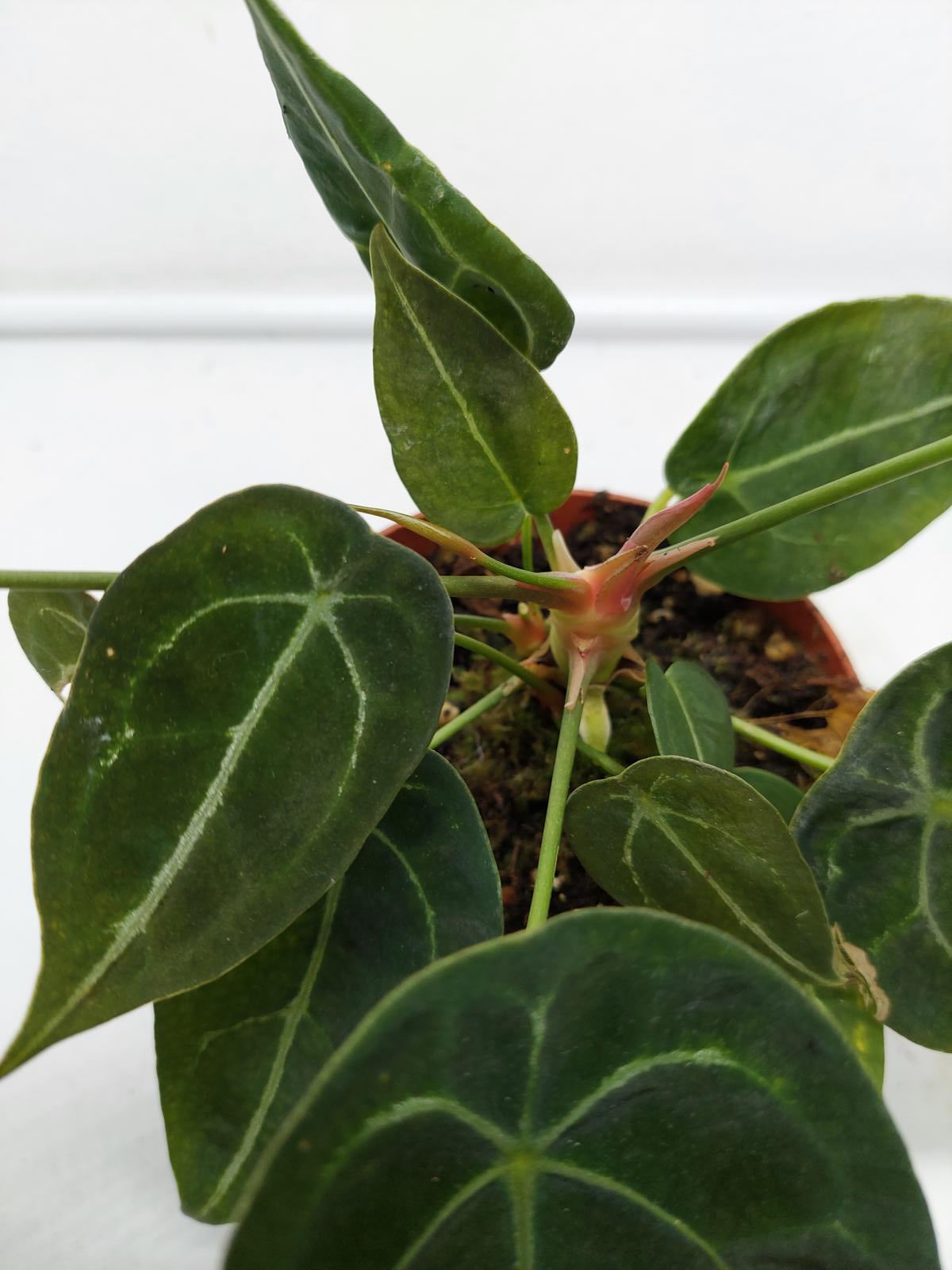 Anthurium Forgetii Silver