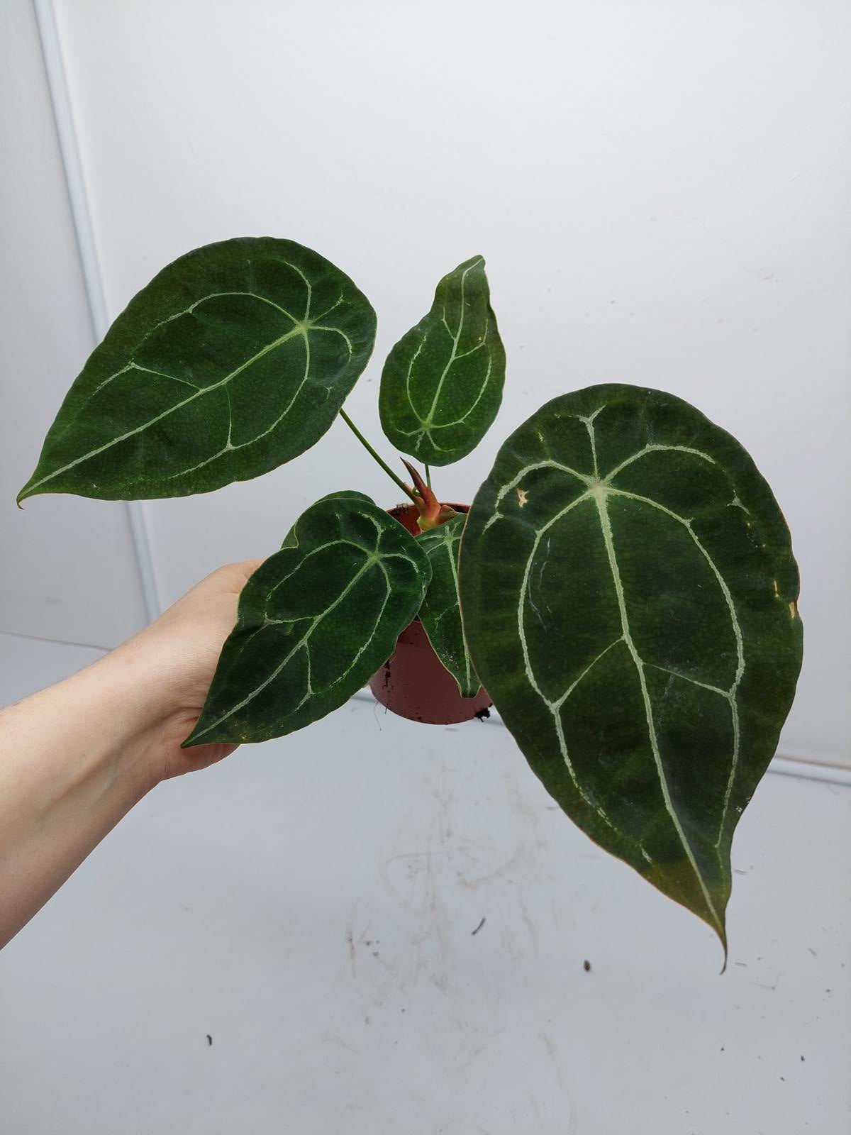 Anthurium Forgetii Silver