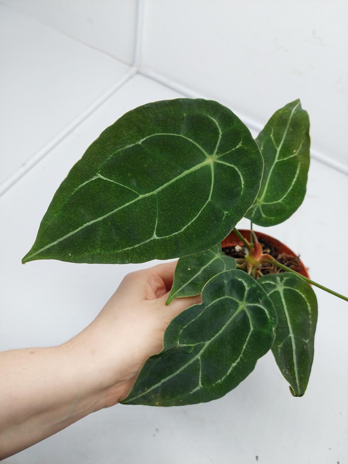 Anthurium Forgetii Silver