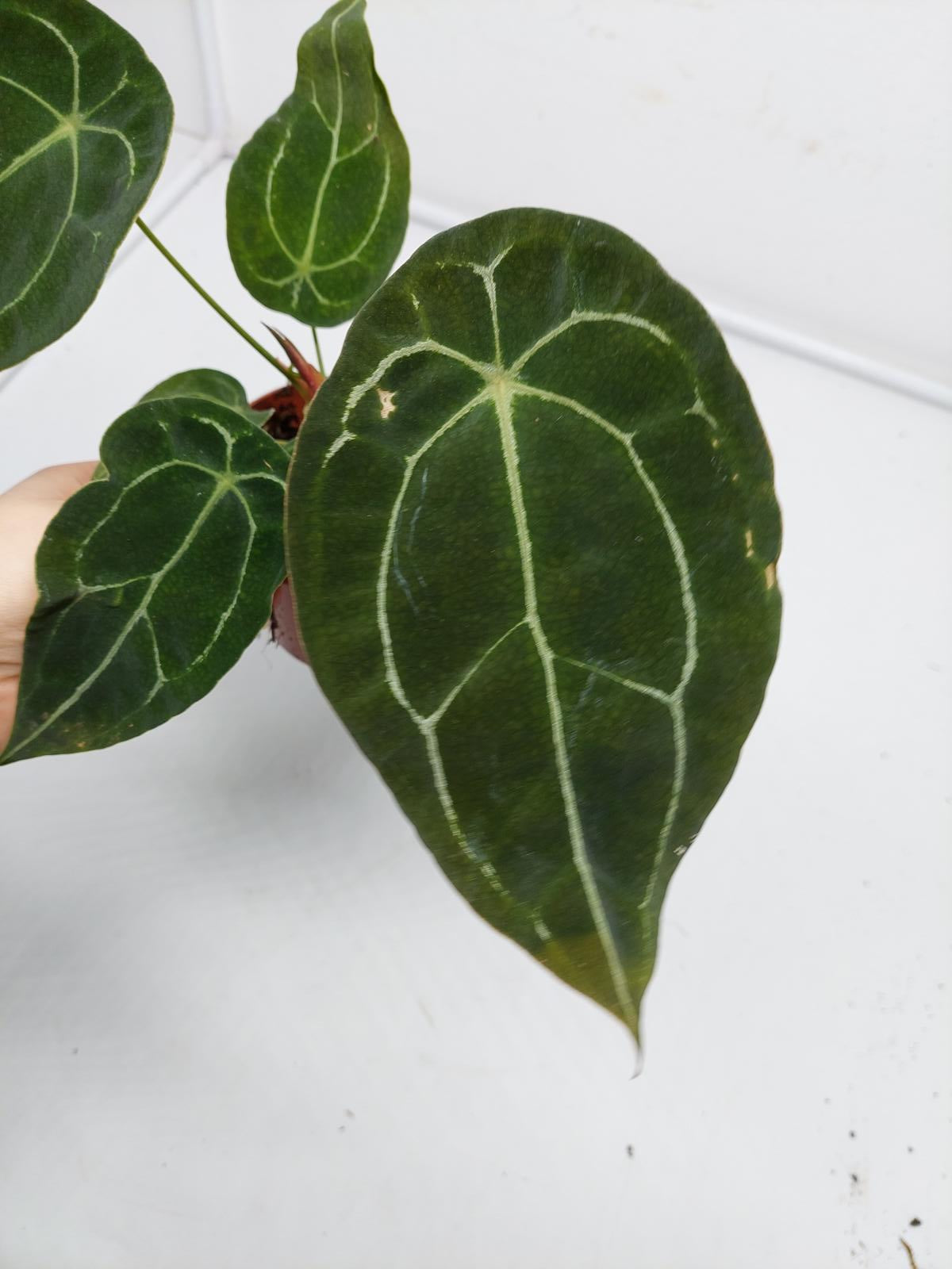 Anthurium Forgetii Silver