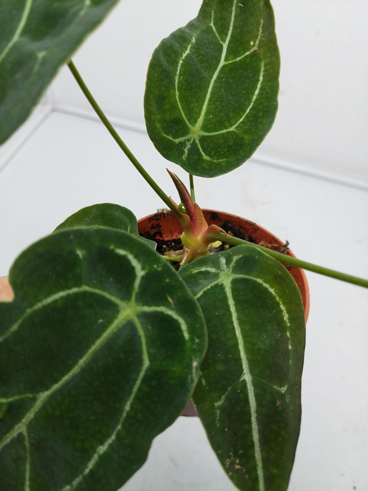 Anthurium Forgetii Silver