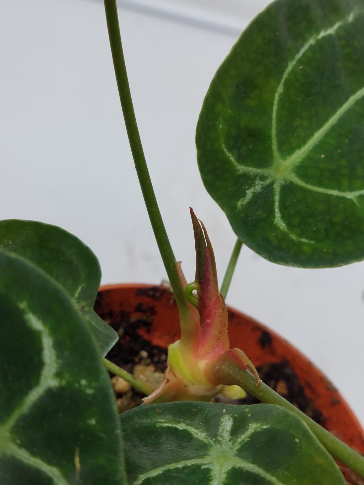 Anthurium Forgetii Silver