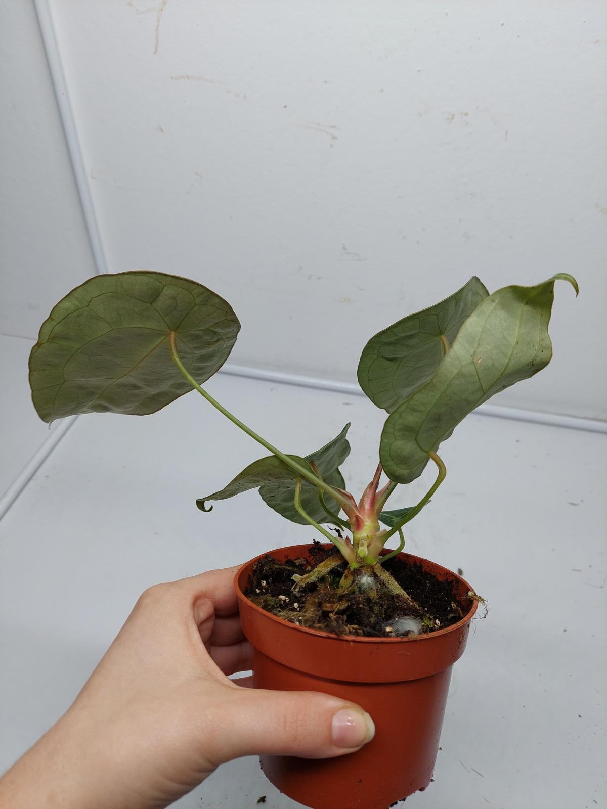 Anthurium Forgetii Silver