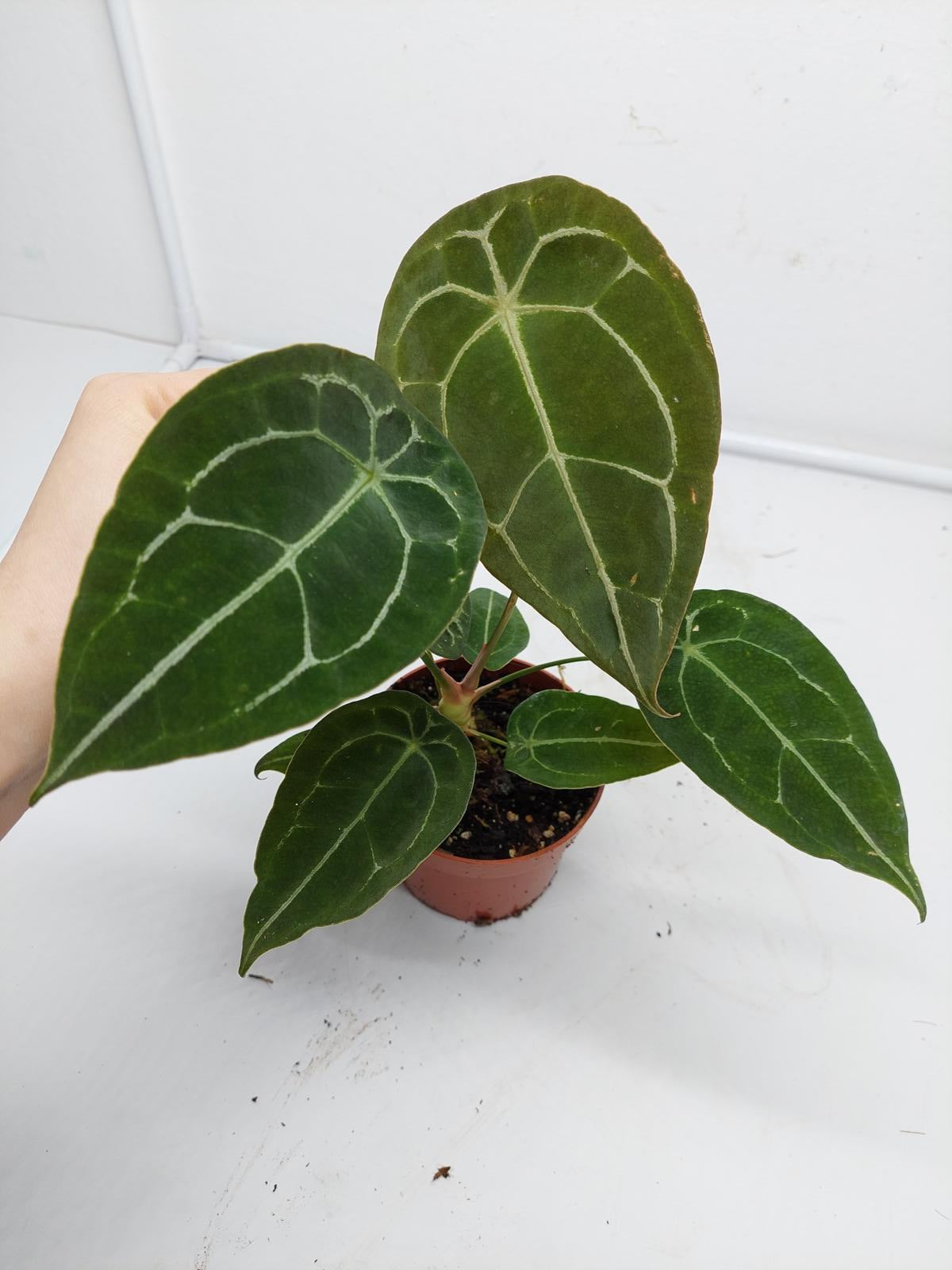 Anthurium Forgetii Silver