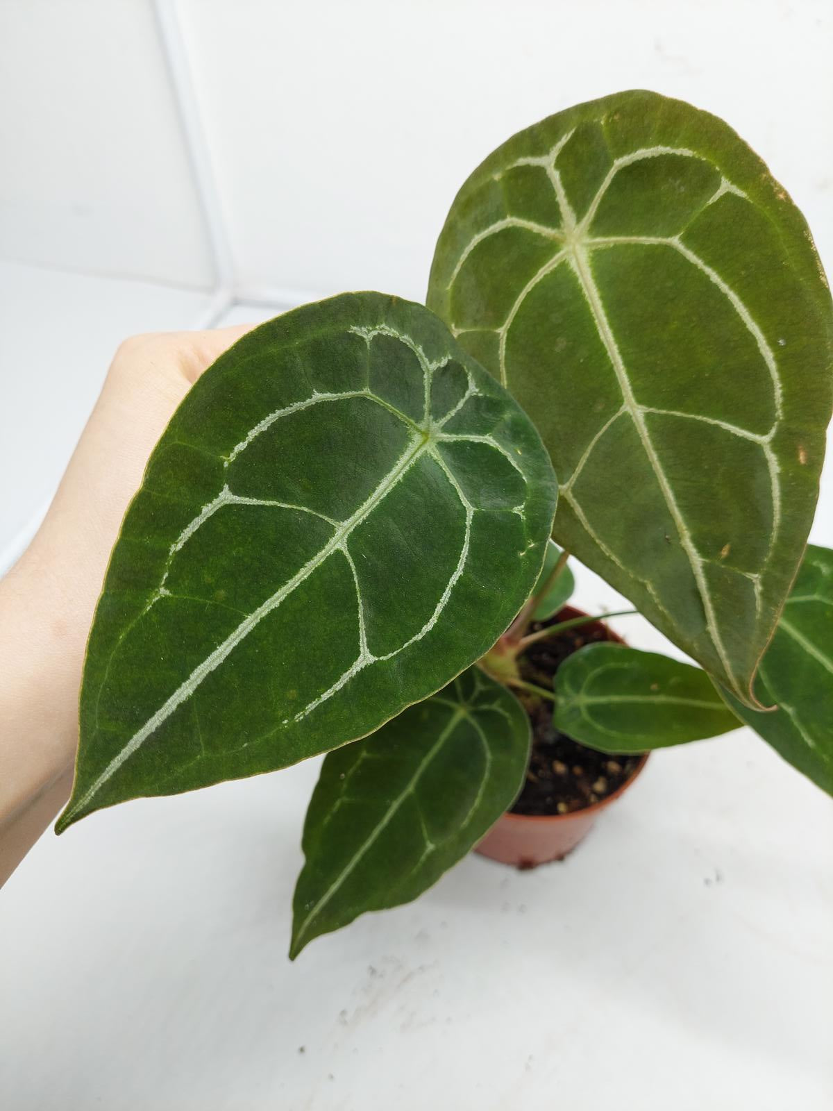 Anthurium Forgetii Silver