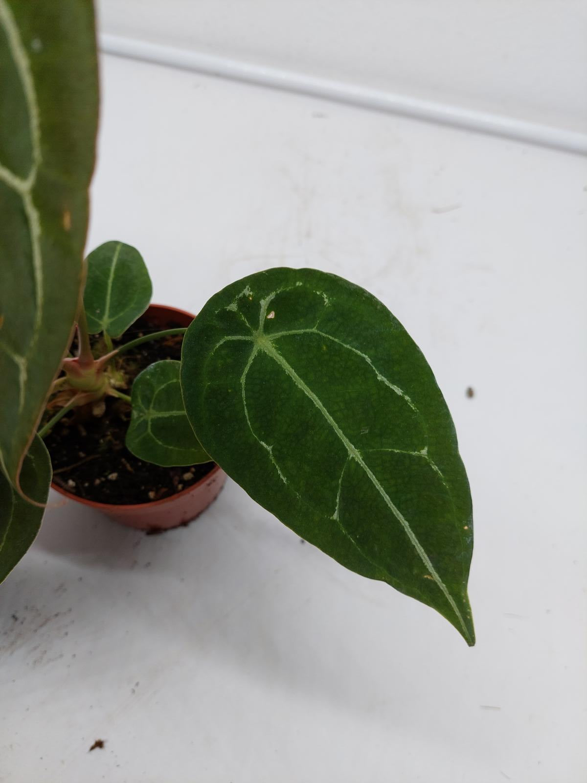 Anthurium Forgetii Silver