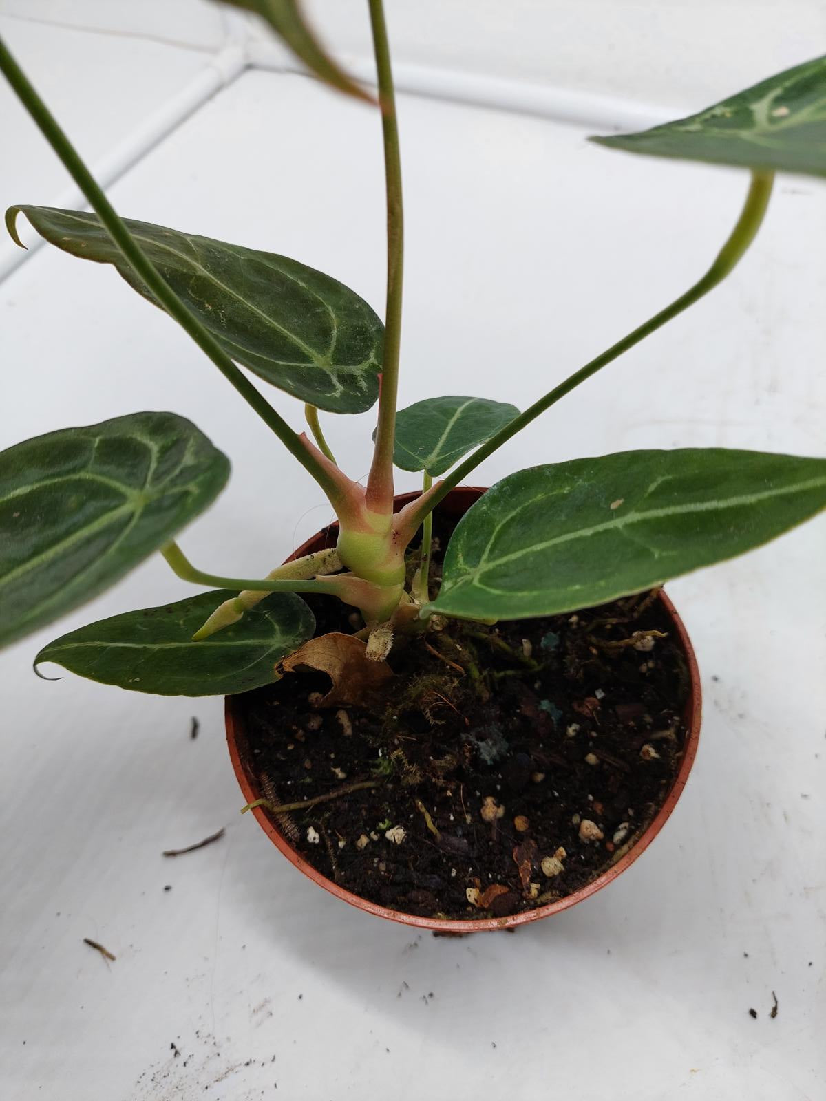 Anthurium Forgetii Silver