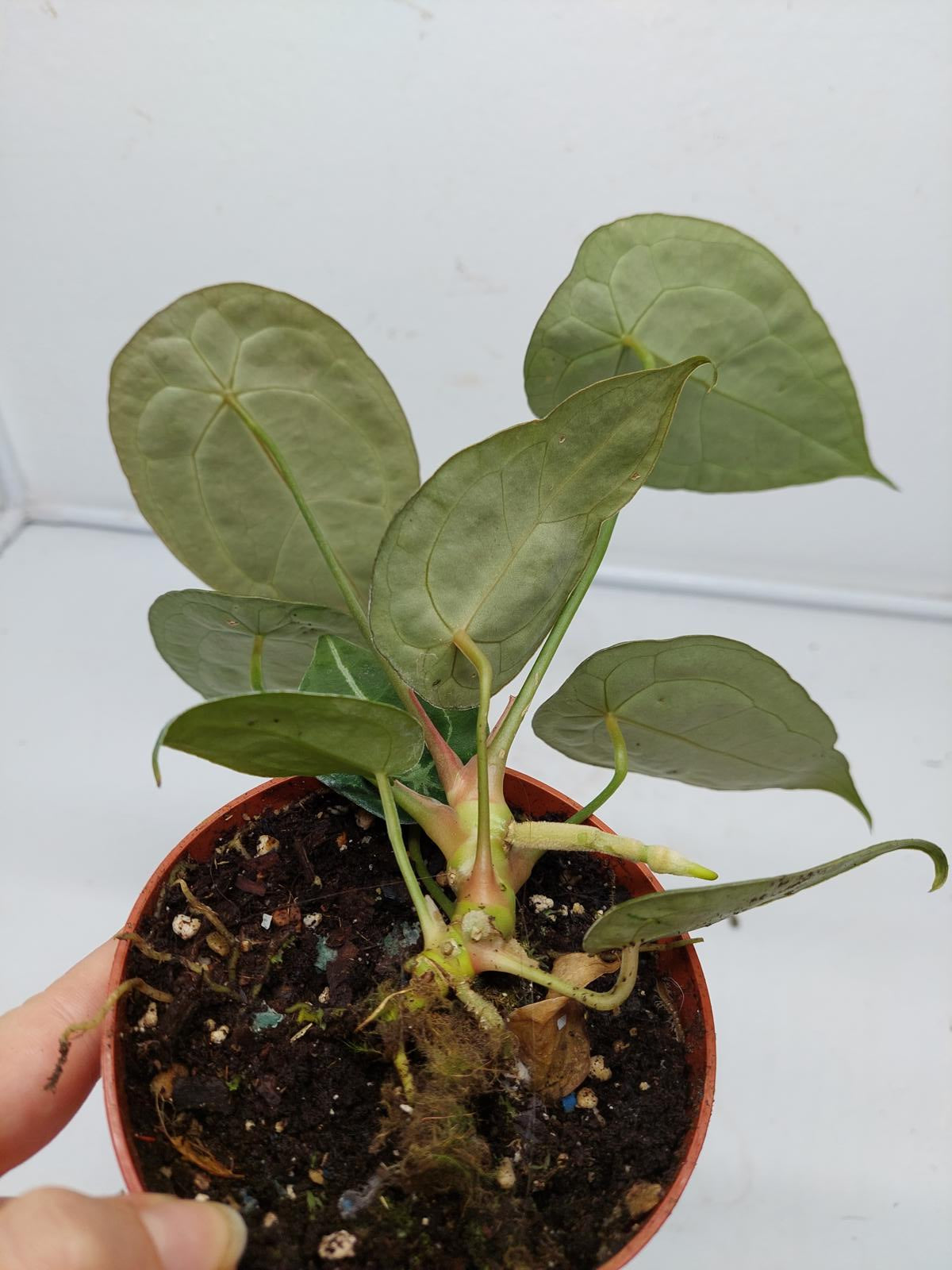 Anthurium Forgetii Silver