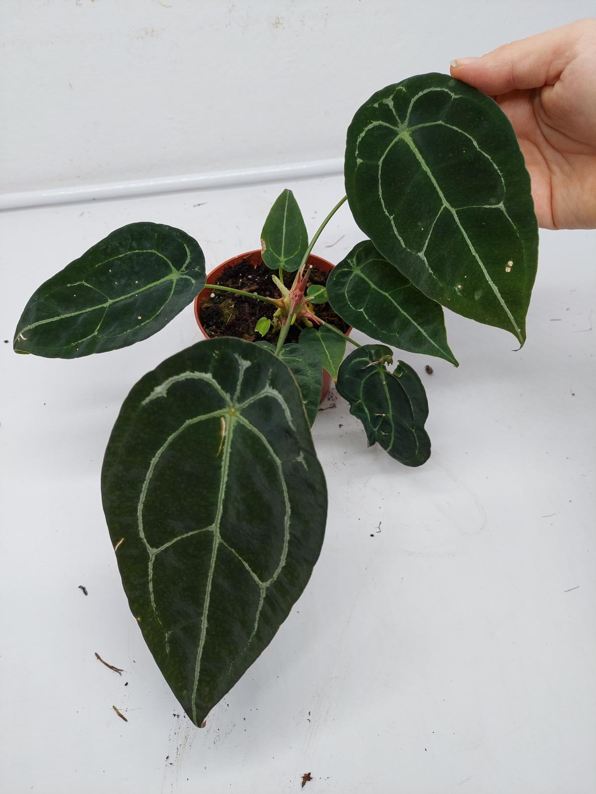 Anthurium Forgetii Silver