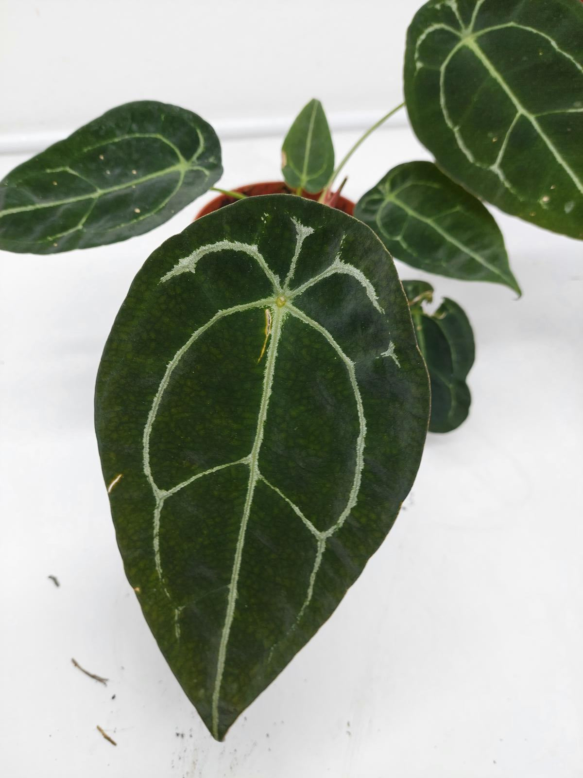 Anthurium Forgetii Silver